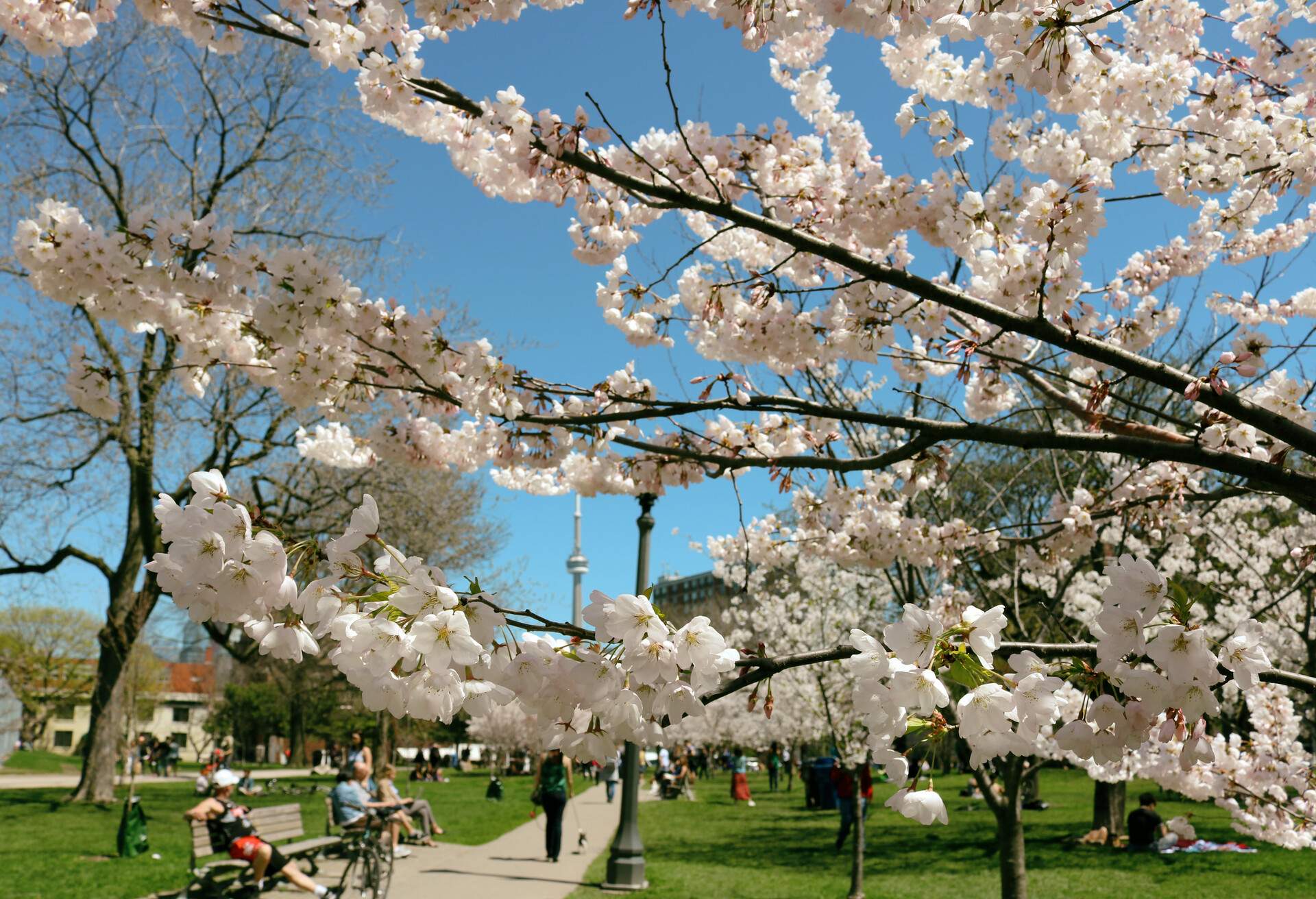 Gorgeous display of cherry blossoms with the iconic CN tower in the background. Trinity-Bellwoods Park of Toronto.