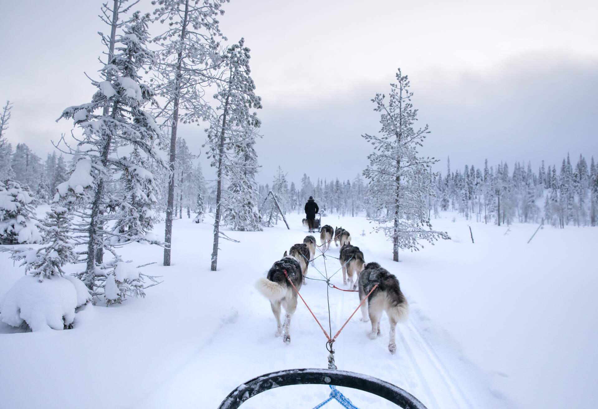 A pack of huskies drawing a sled and trailing behind their handler in the woods covered in snow.
