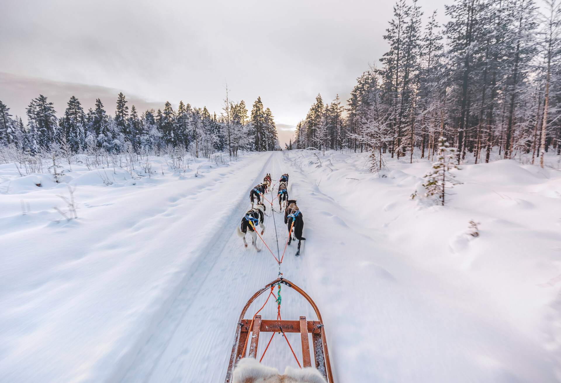 Huskies drawing a metal sledge through the snow.