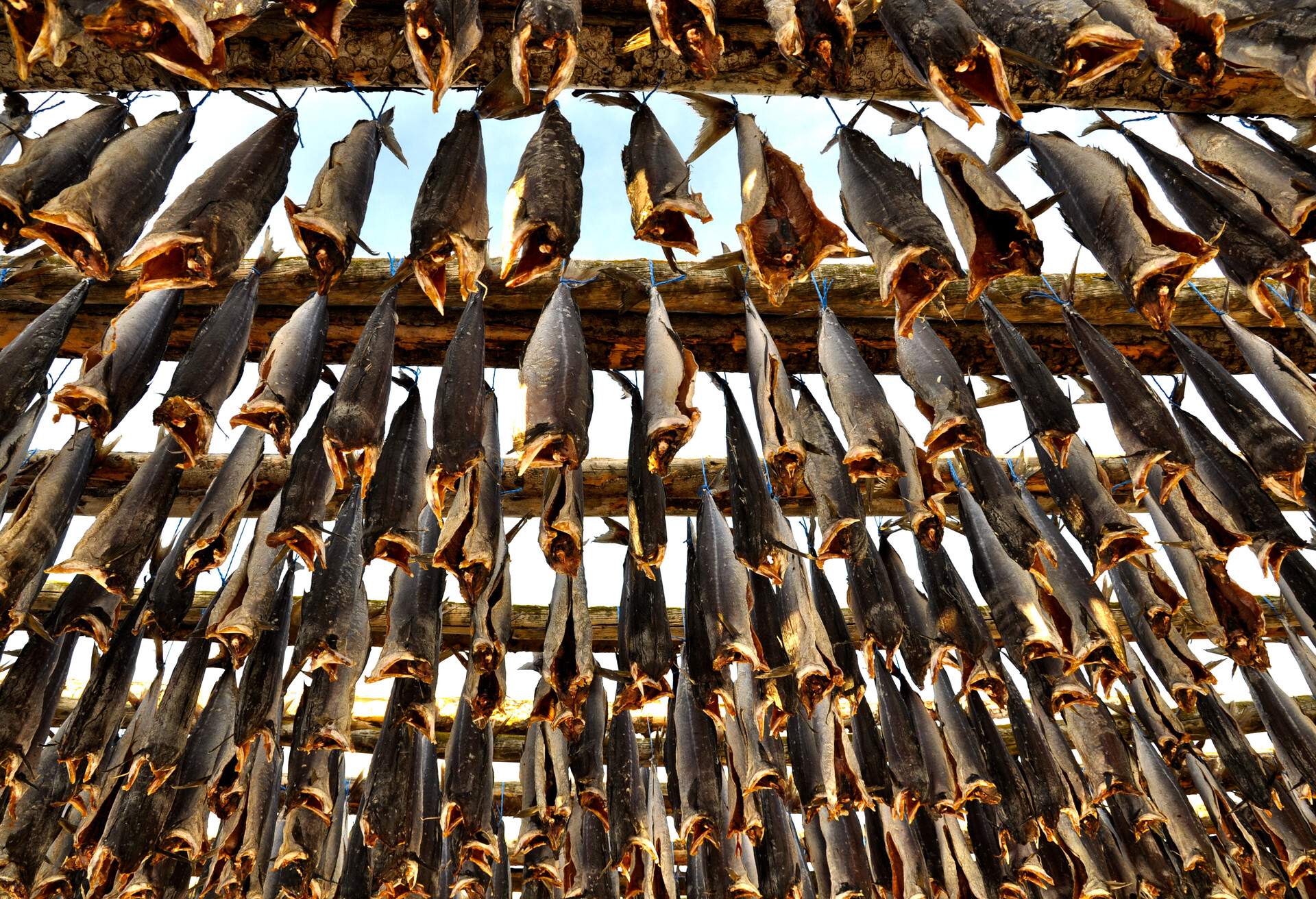 Fish hanging out to dry, Saudárkrókur Iceland, the town Saudarkrokur is largest Cod fish drying trestles in Iceland