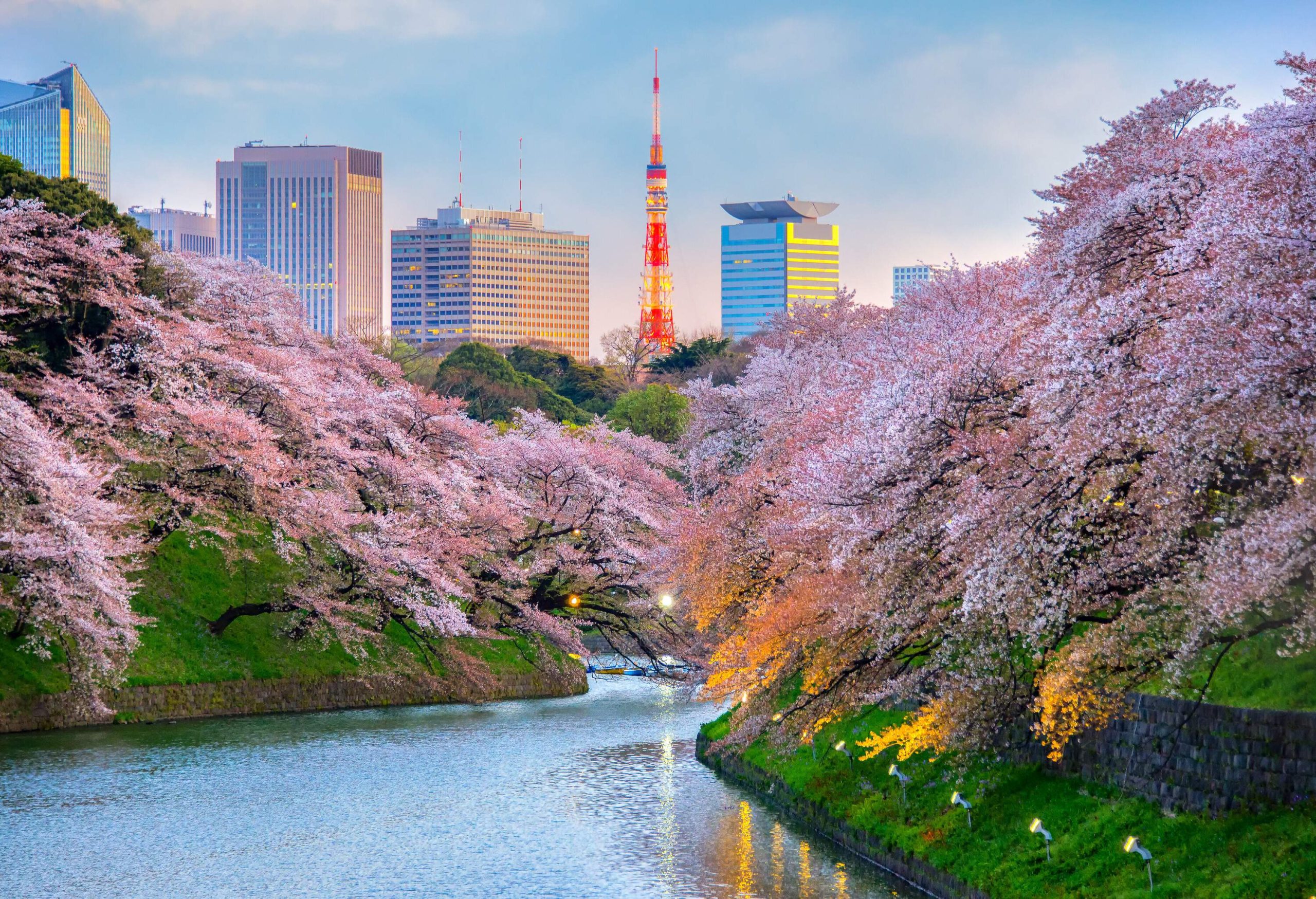 A palace moat meandering under the cherry blossom trees in full bloom against the tall buildings in the background.