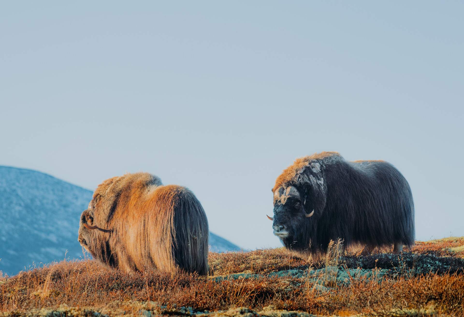 Two muskoxen wild animals charging at one another on the hills surrounded by the scenic mountains of Dovrefjell, Central Norway