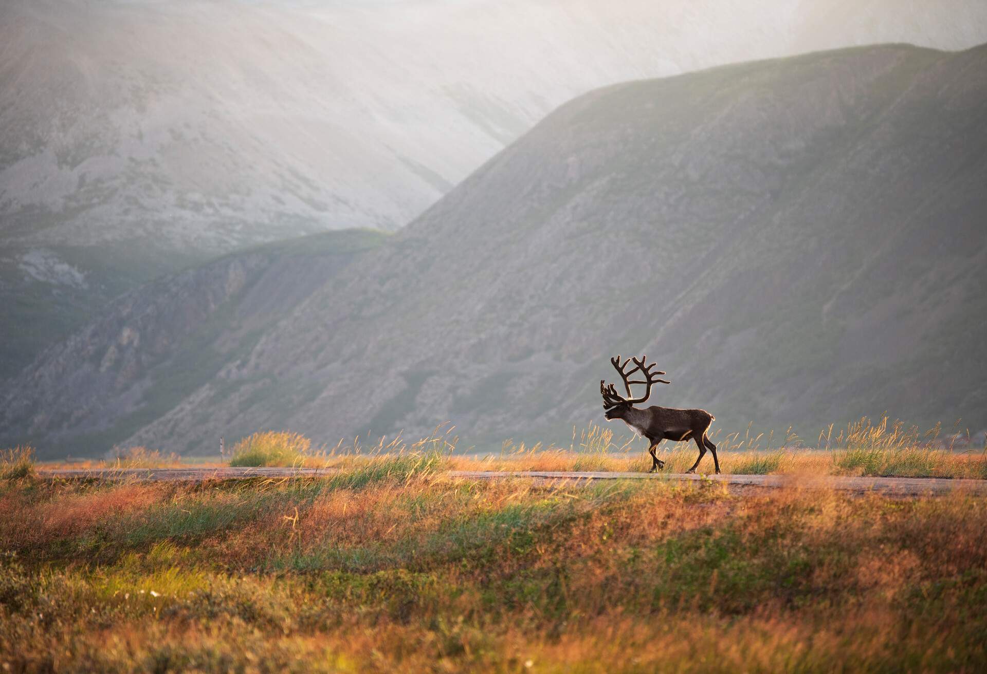 Reindeer with antlers in idyllic mountain landscape. Finnmark, Varanger peninsula, Norway