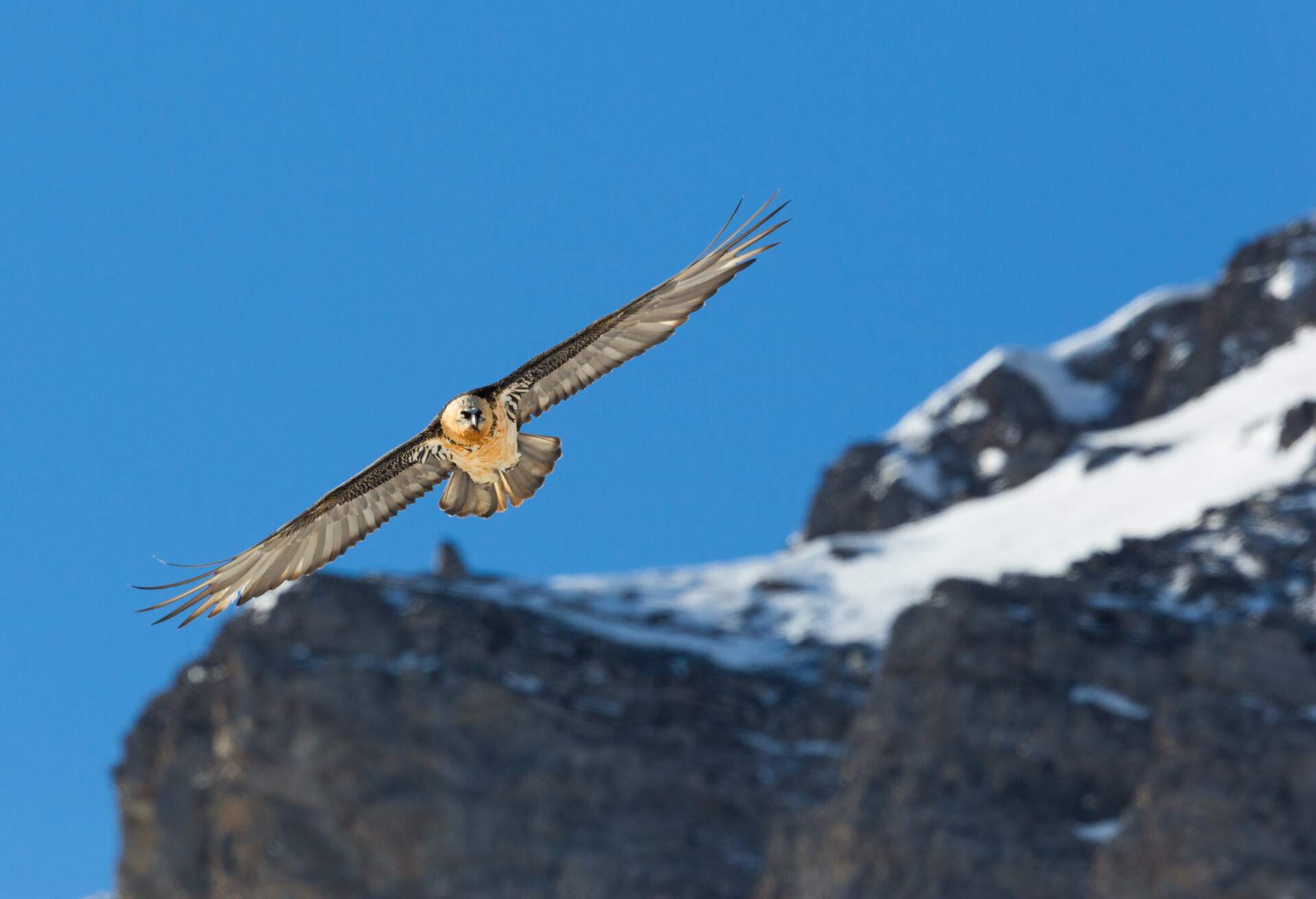 flying natural adult bearded vulture (gypaetus barbatus) mountains, blue sky