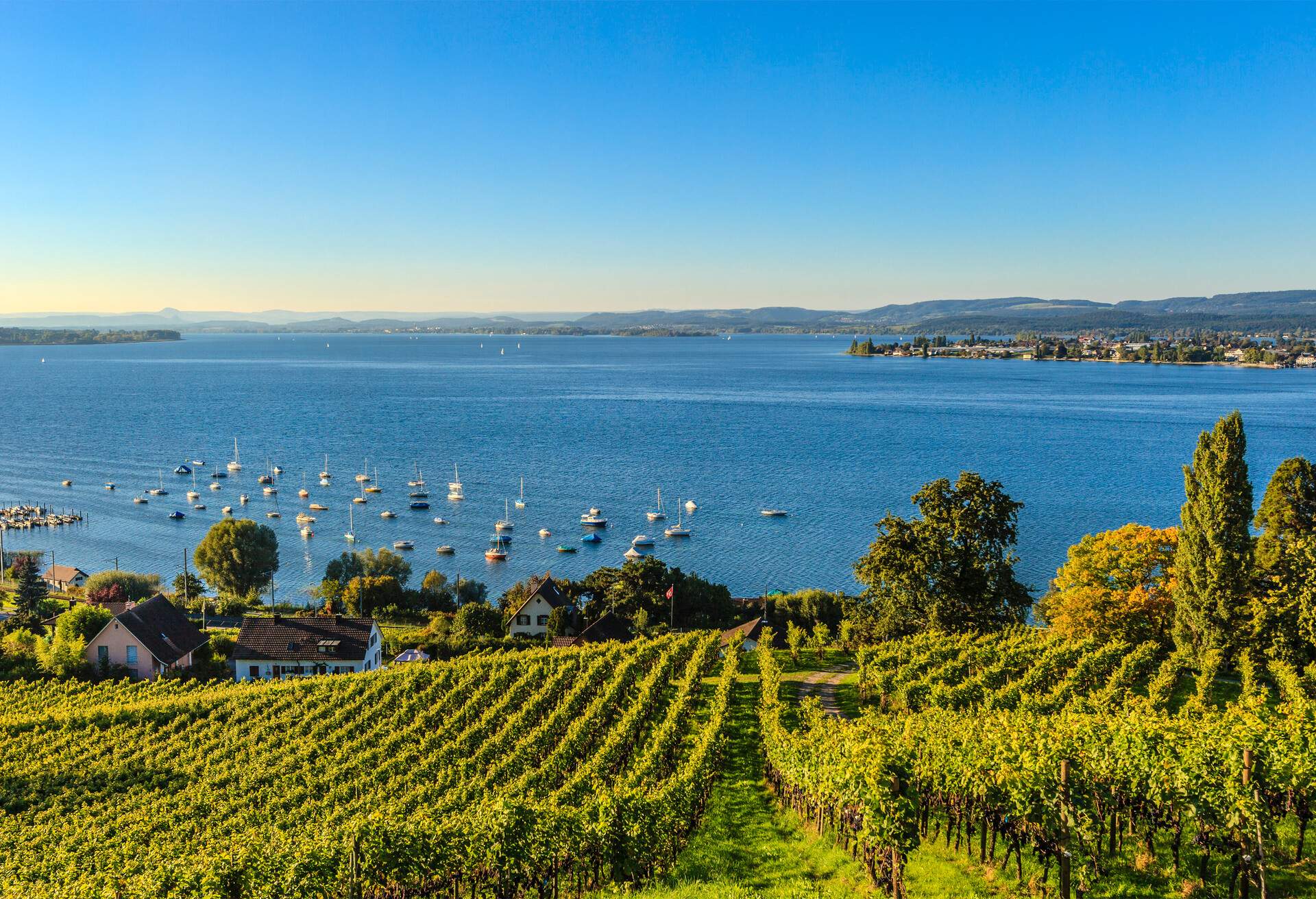 Panorama view of a blue lake through a downhill vineyard trail.