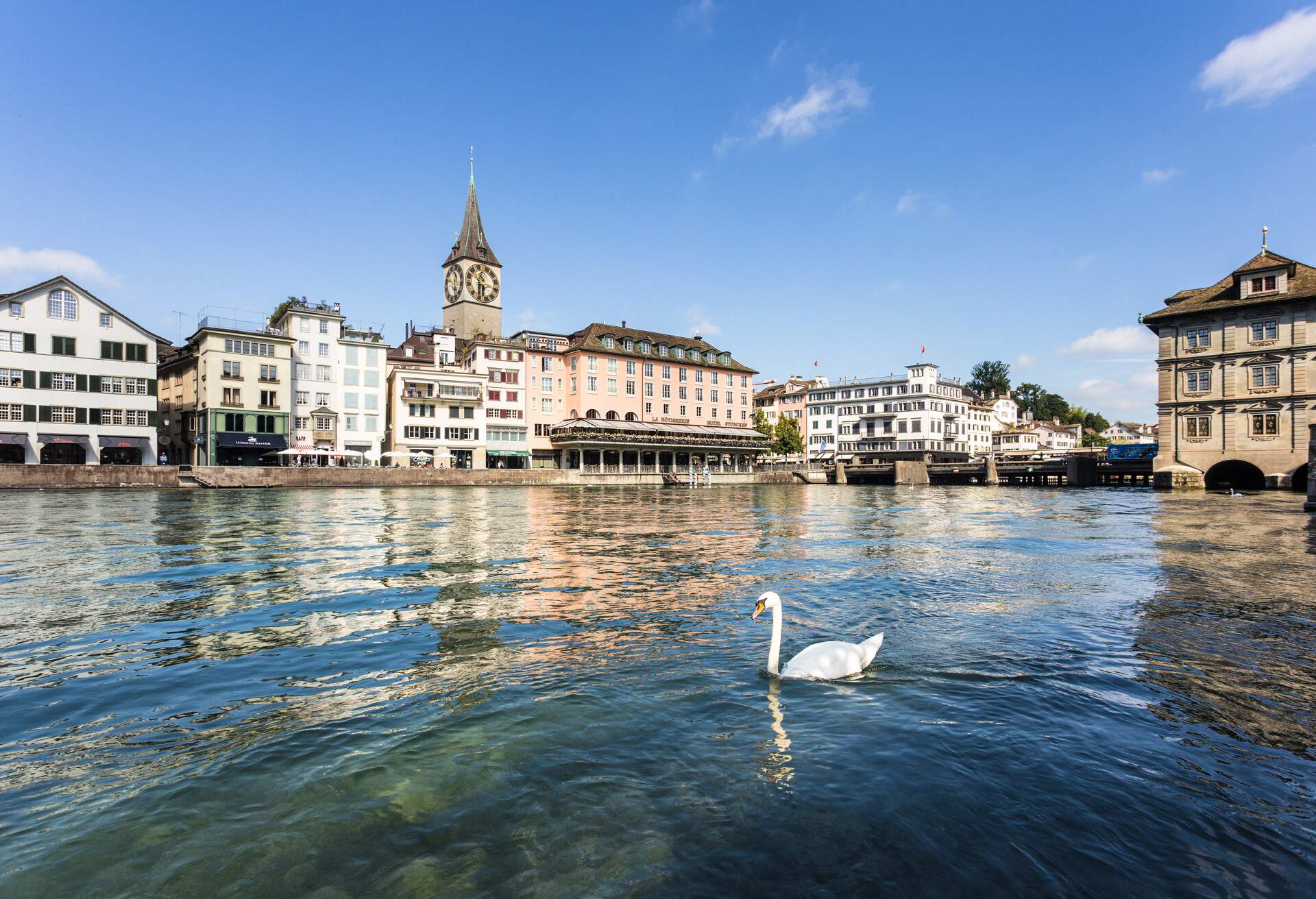 White swan on the Limmat river in the heart of Zurich old town on a sunny summer day in Switzerland largest city
