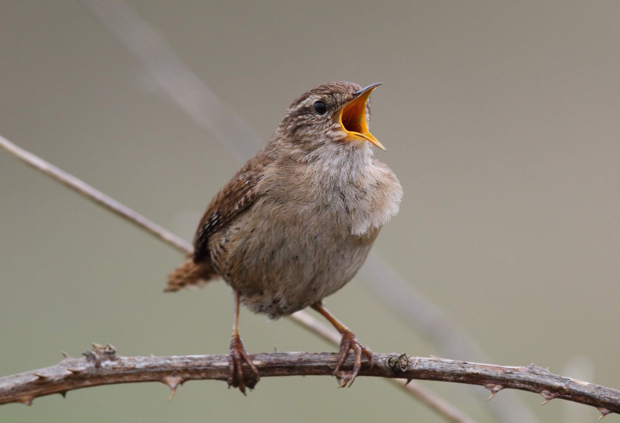 a wren singing in a treee