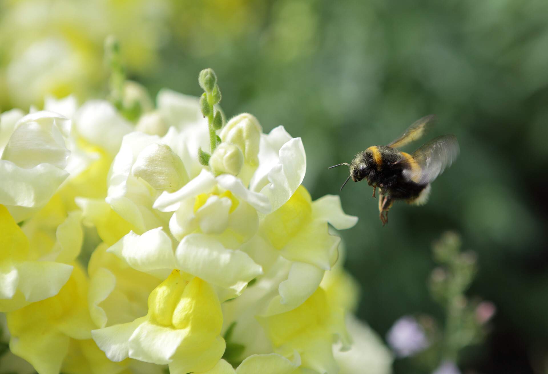 A Bumblebee (Humler) in flight approaching a Snap Dragon (Antirrhinum) flower.   Depth of field with focal point on Bee and flower foreground.  Motion blur of wings.