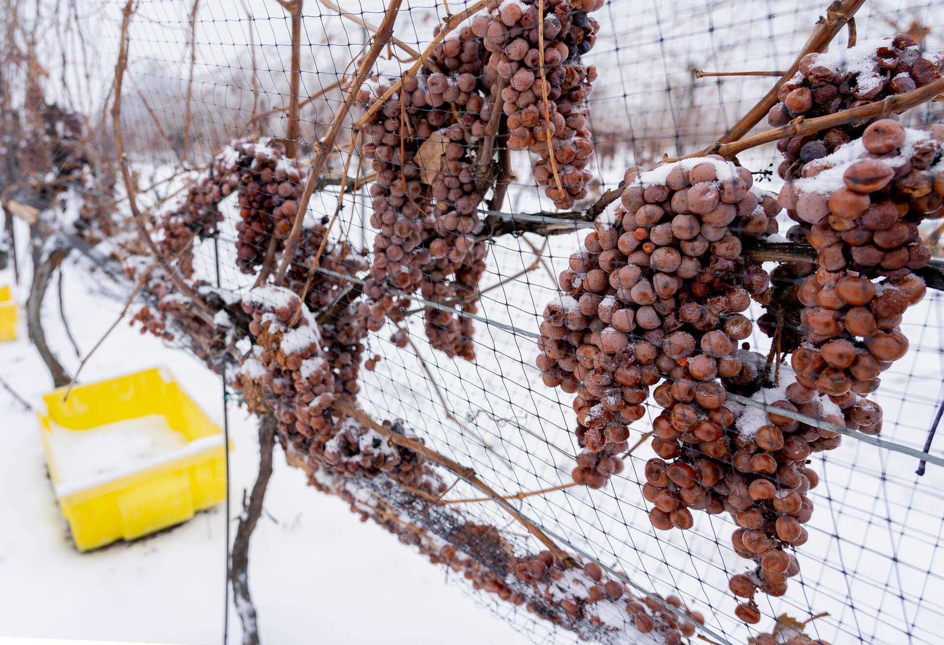 Snow covered frozen grapes on the vine for ice wine in the vineyard at Niagara on the Lake area, Ontario, Canada. Icewine is a type of dessert wine produced from frozen grapes on the vine.