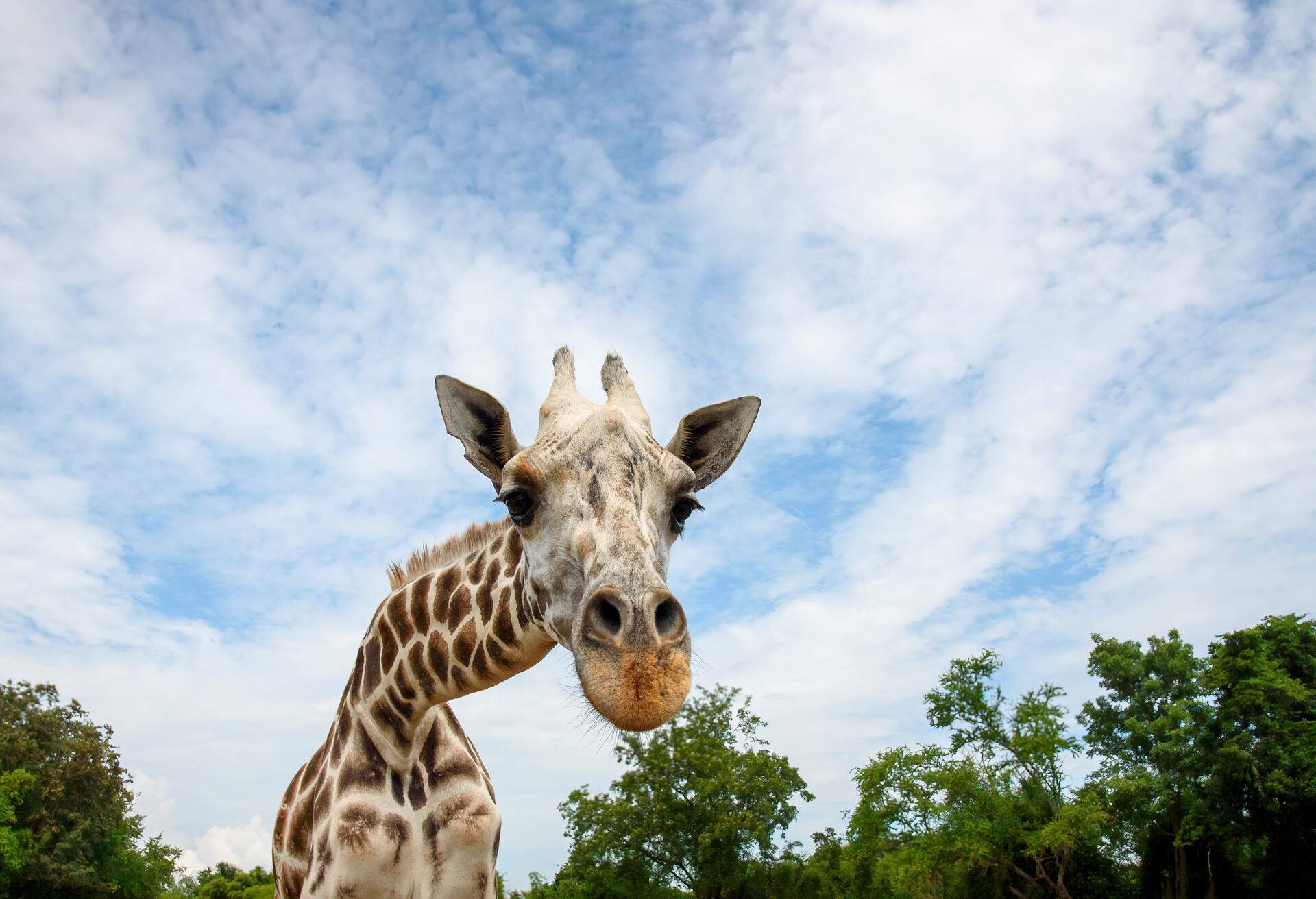 THEME_ANIMAL_GIRAFFE_GettyImages-1381947130