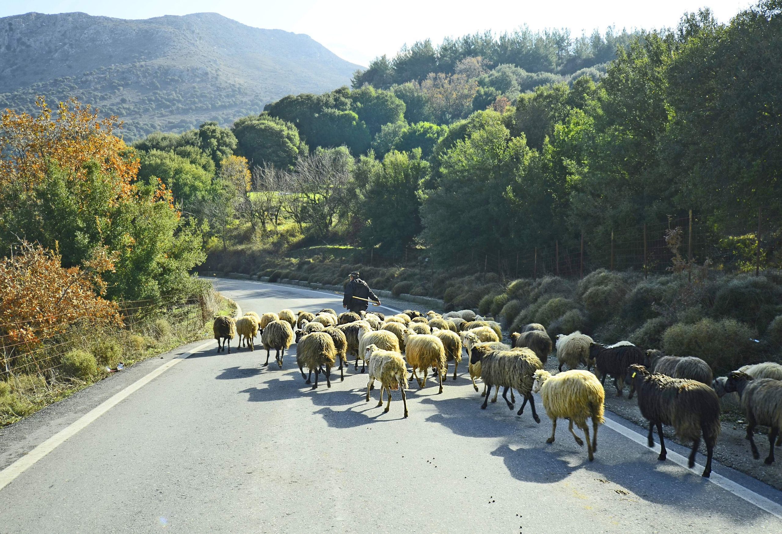 A man leads a flock of sheep walking on a road in a lush forested mountain.