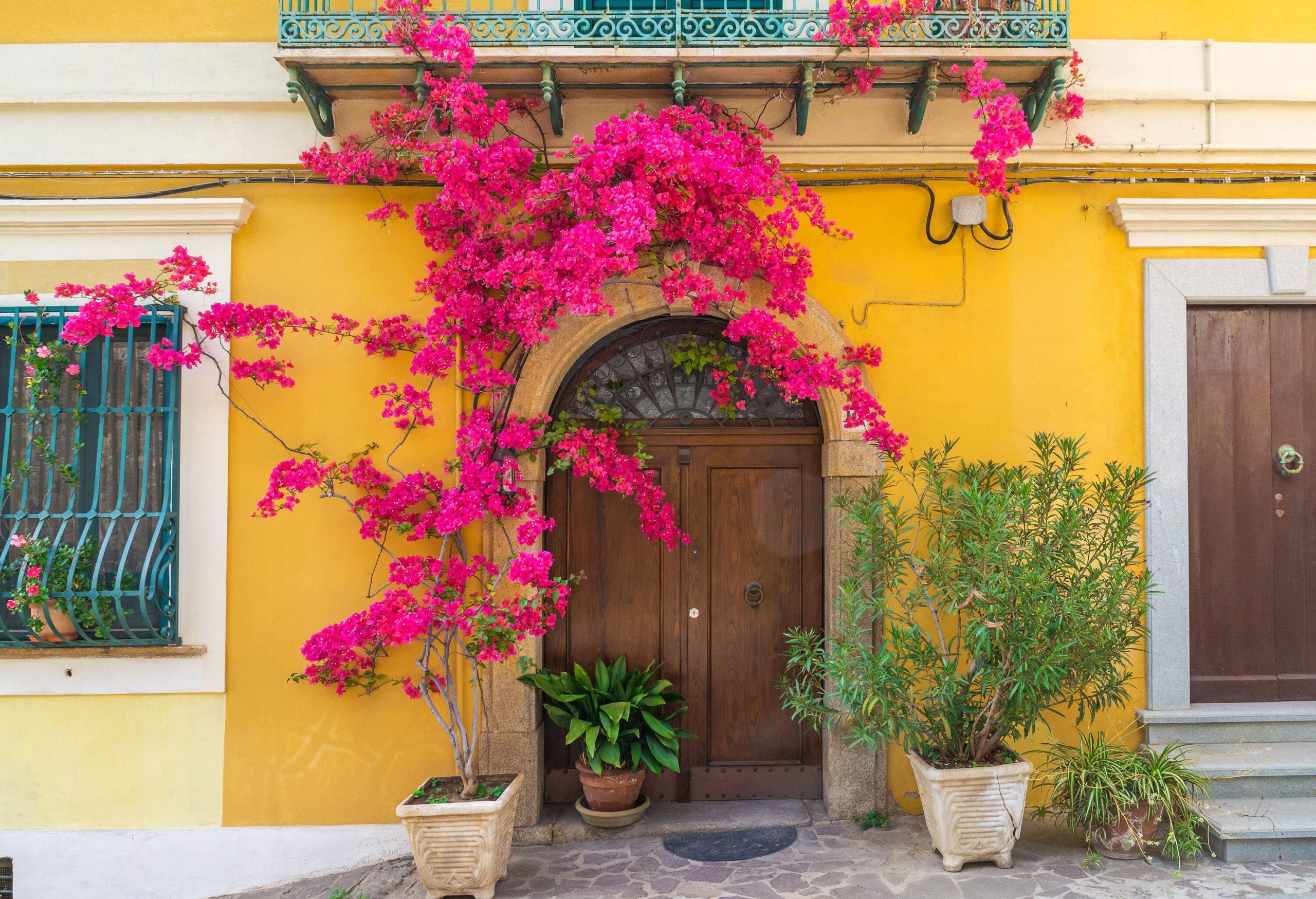 A house with yellow walls and a wooden door with pink bougainvillaea flowers beside it.