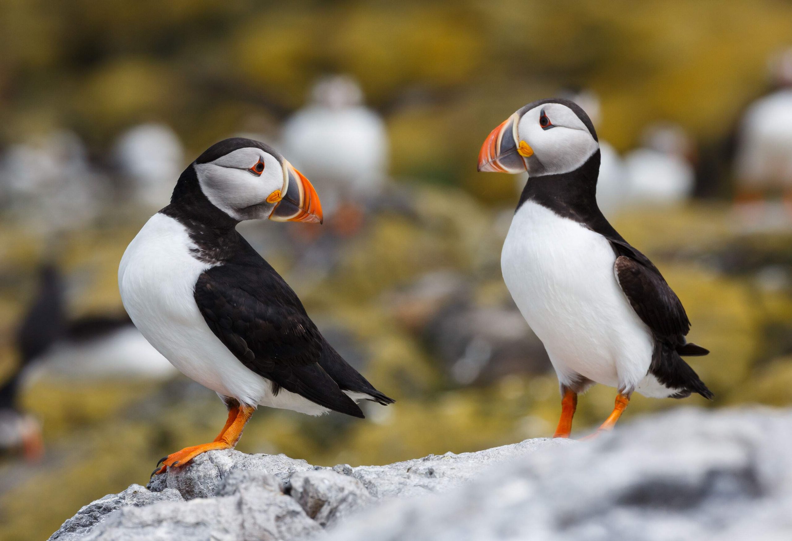 Two puffin birds with colourful beaks perched on a rock.