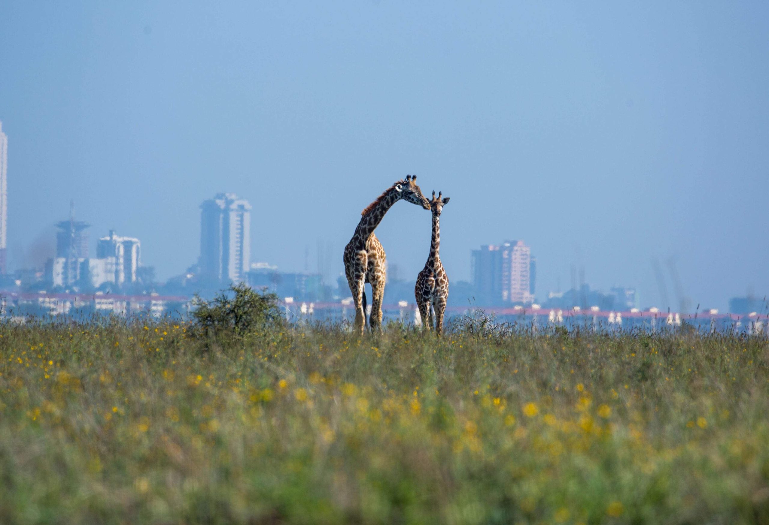 A Masai Giraffe (Giraffa camelopardalis tippelskirchii aka Kilimanjaro giraffe) and her calf in Nairobi National Park with the city in the background.