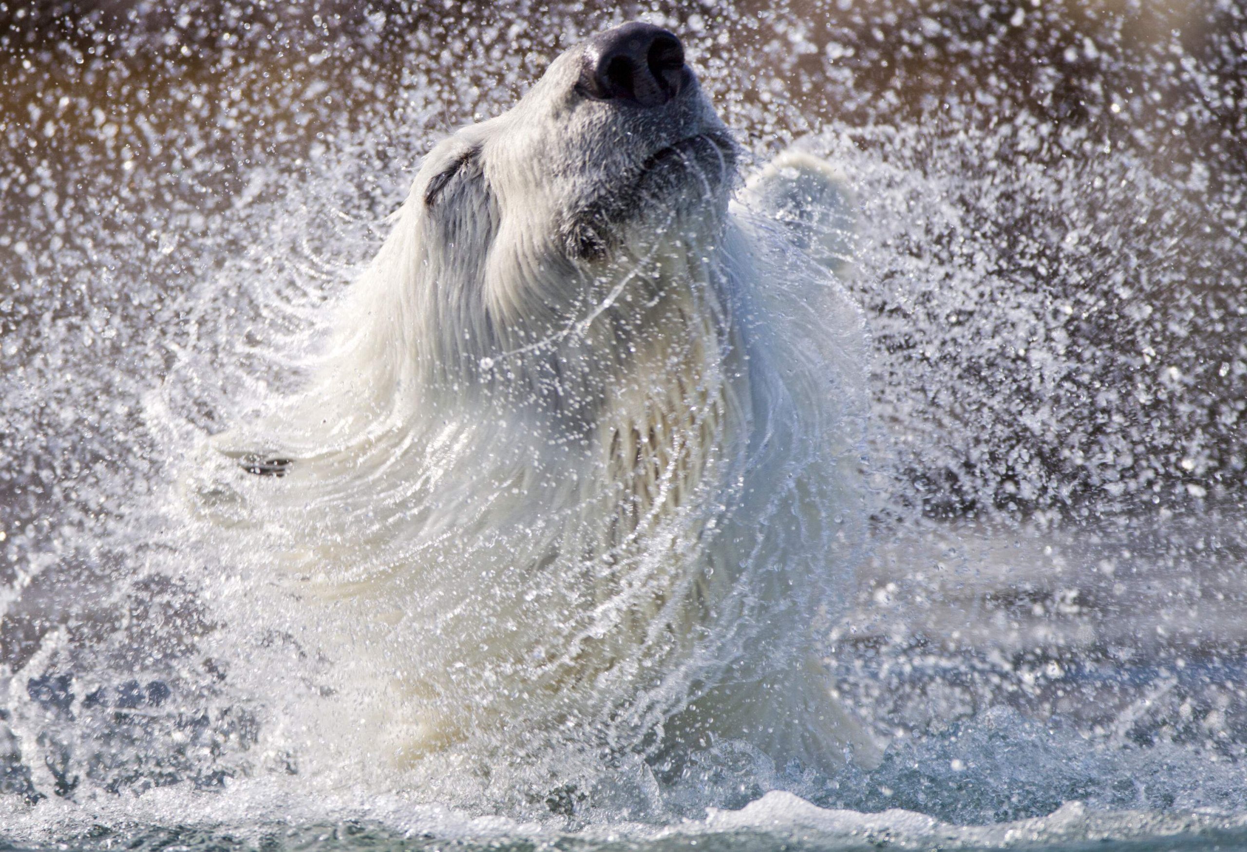 A polar bear shaking water off of its body, creating splashes.