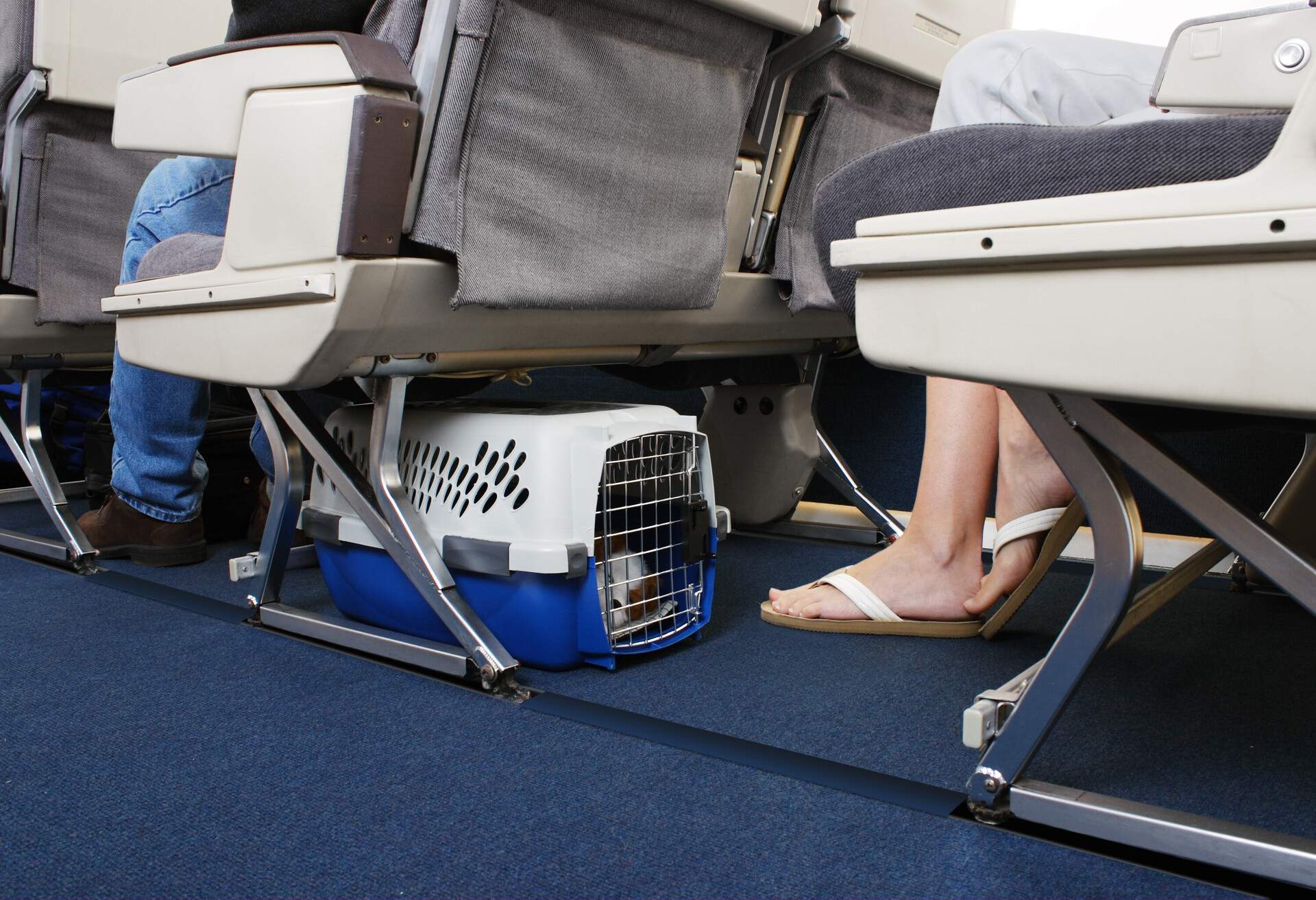 THEME_ANIMAL_PET_AIRPLANE_CAGE_GettyImages-157418434.jpg