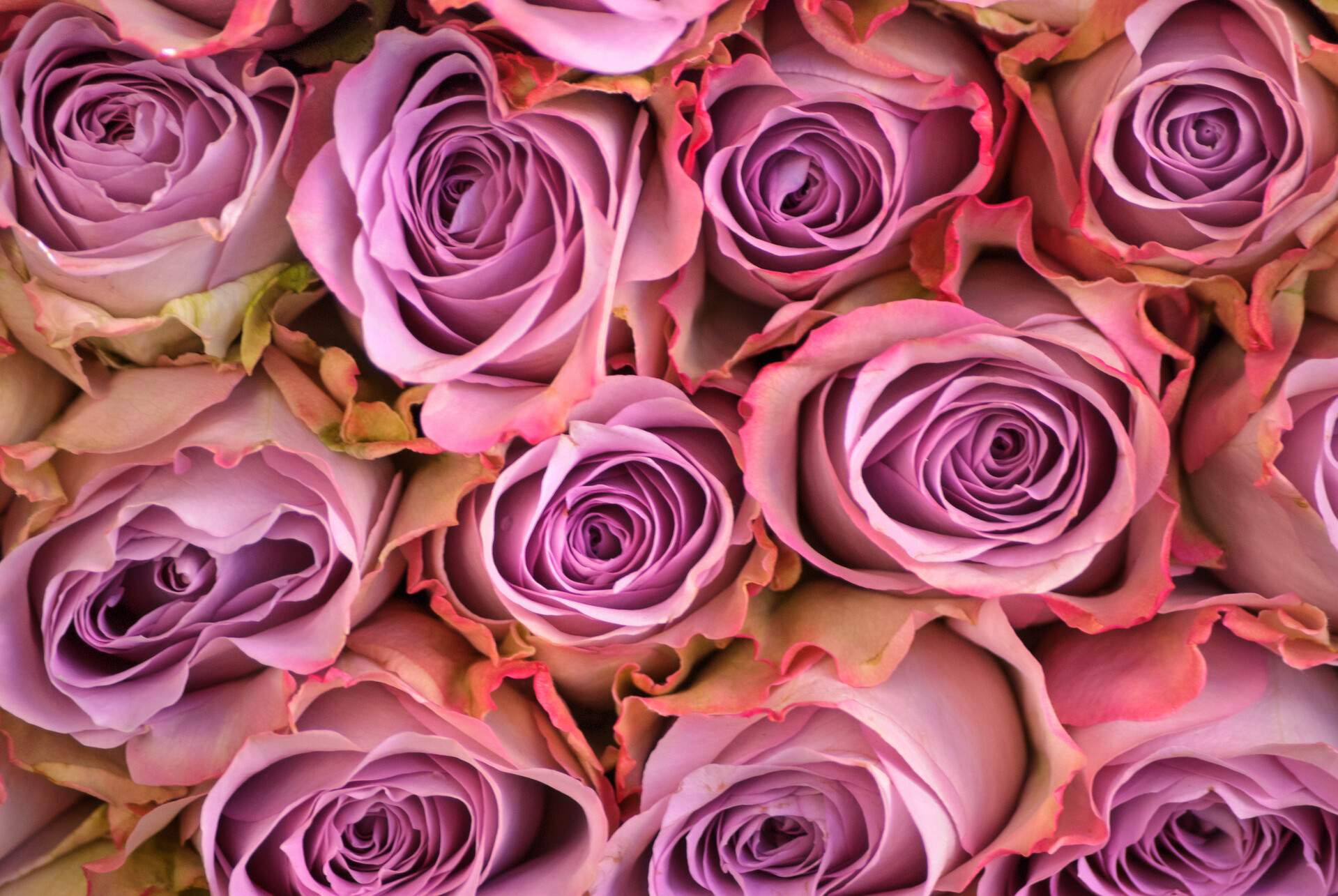 Roses in beautiful shades of pink.