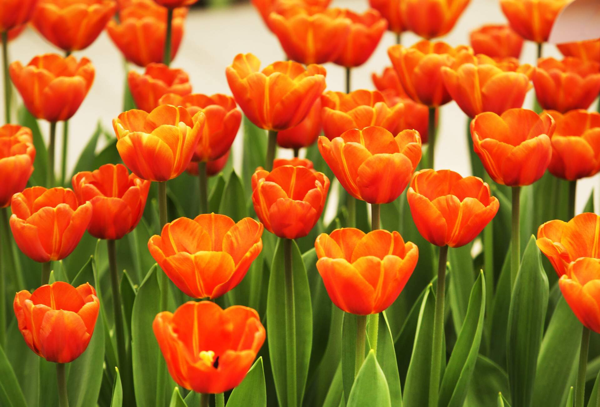 A portrait of beautiful orange tulip flowers.