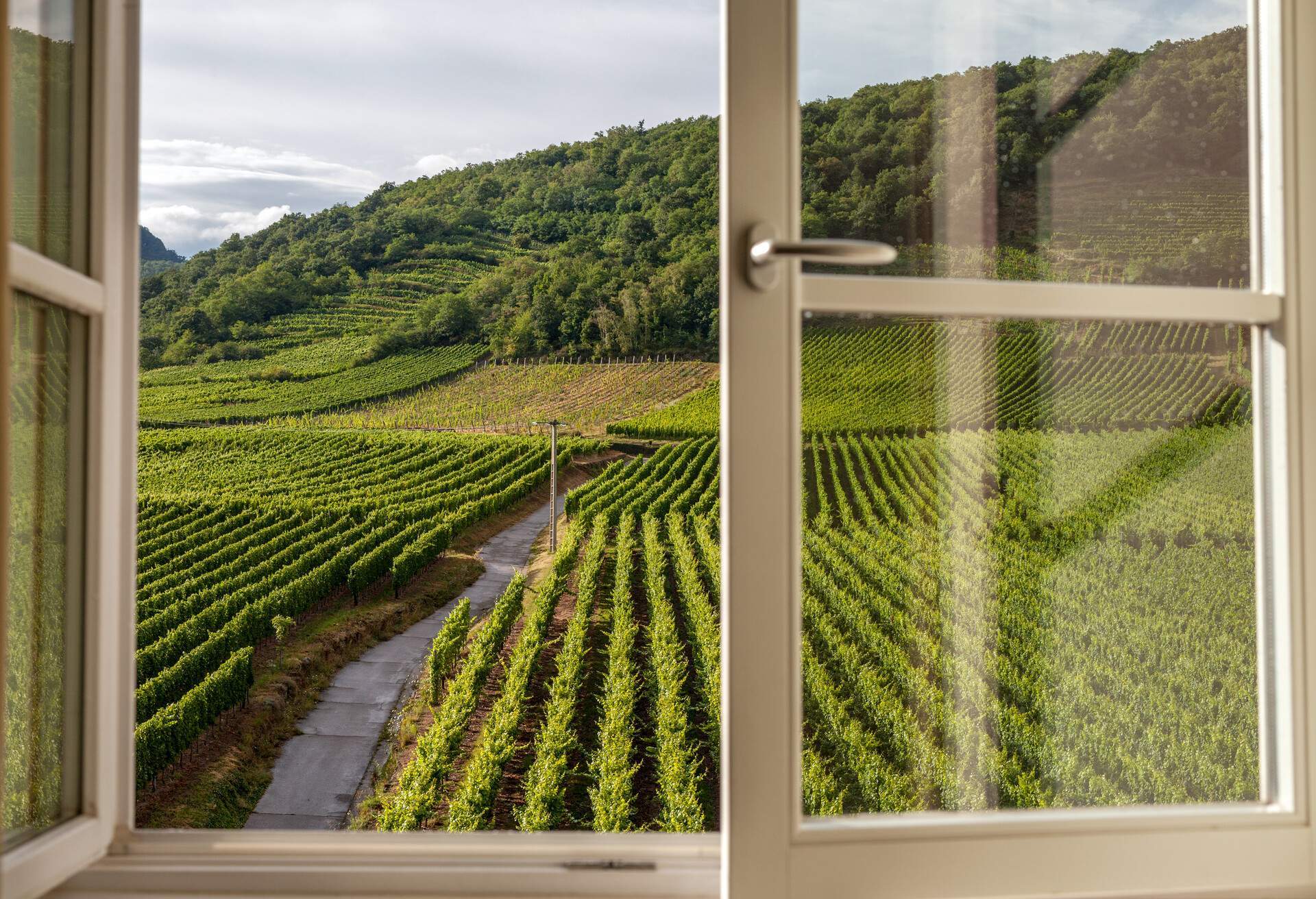 Alongside a lush green hillside is a vineyard viewed from a window.