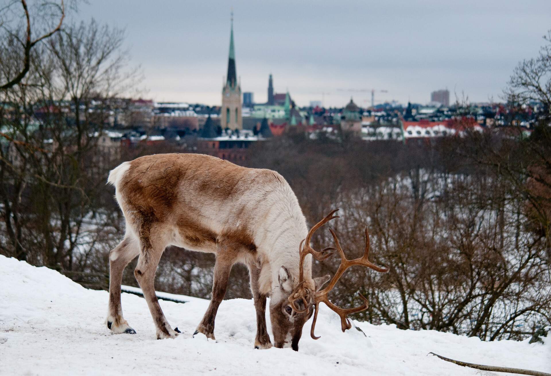 A deer in Skansen park with a view of Stockholm behind.