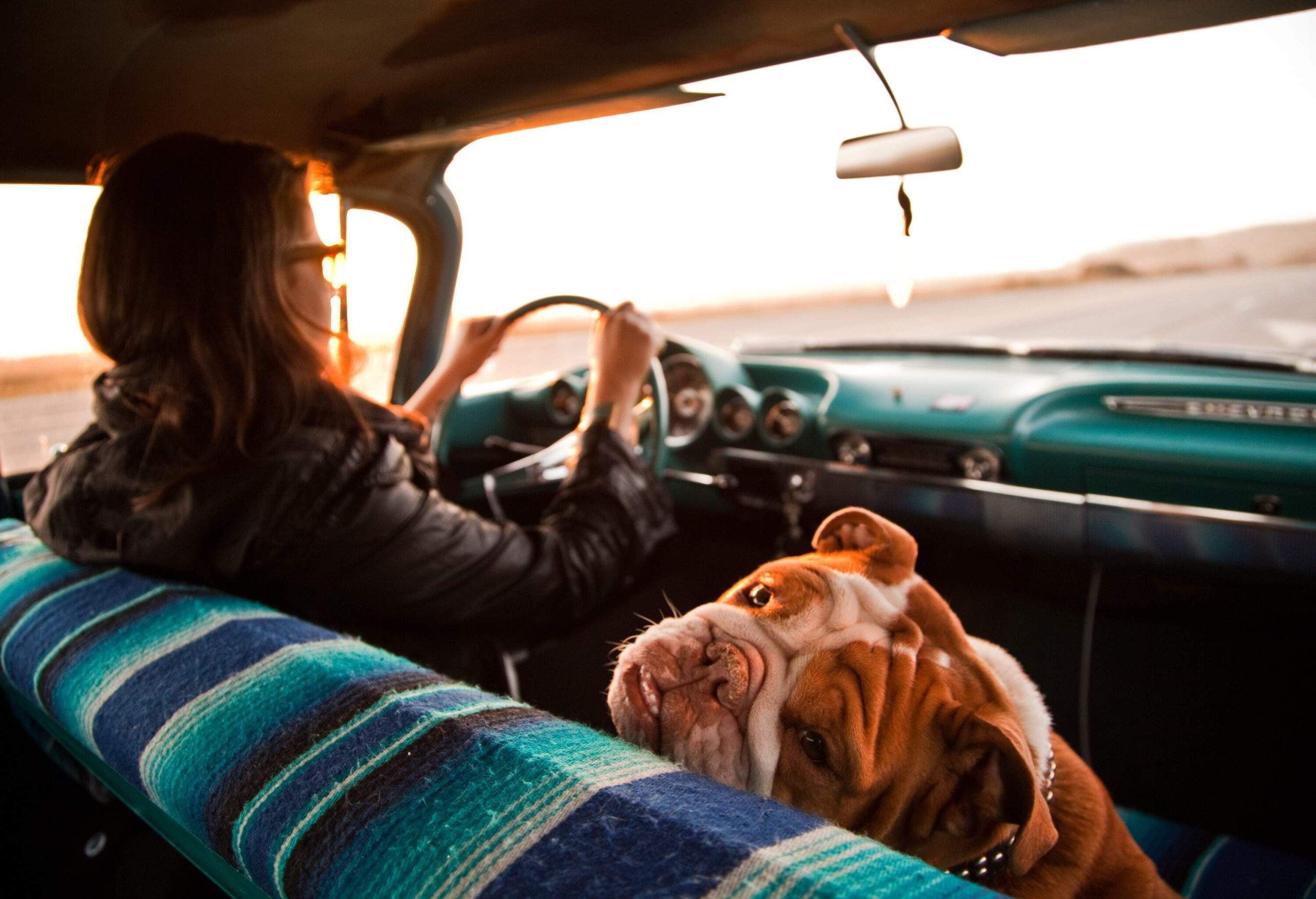 theme_car_roadtrip_dog_people_gettyimages-982565690-scaled