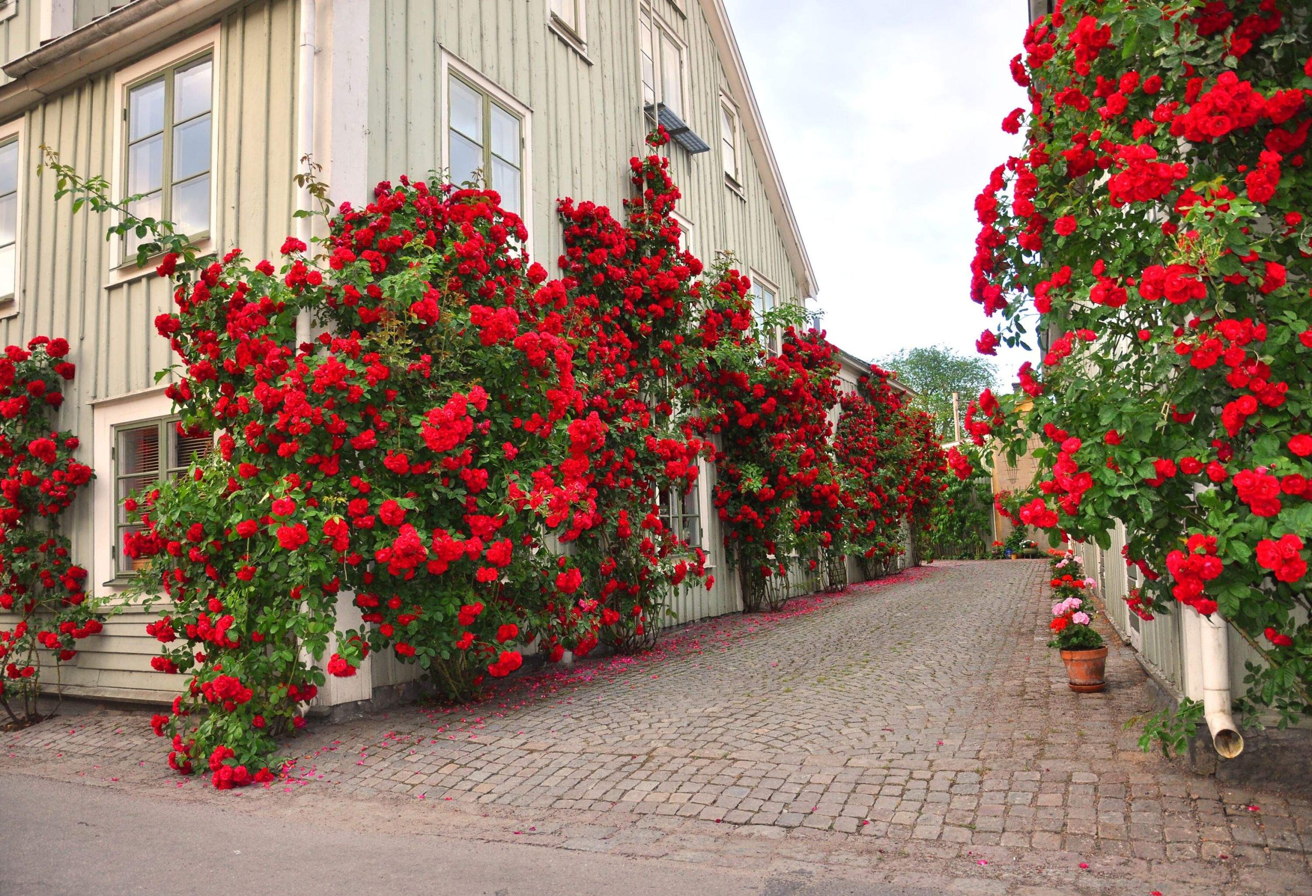 Alley of roses in a the medieval town Vadstena in Sweden