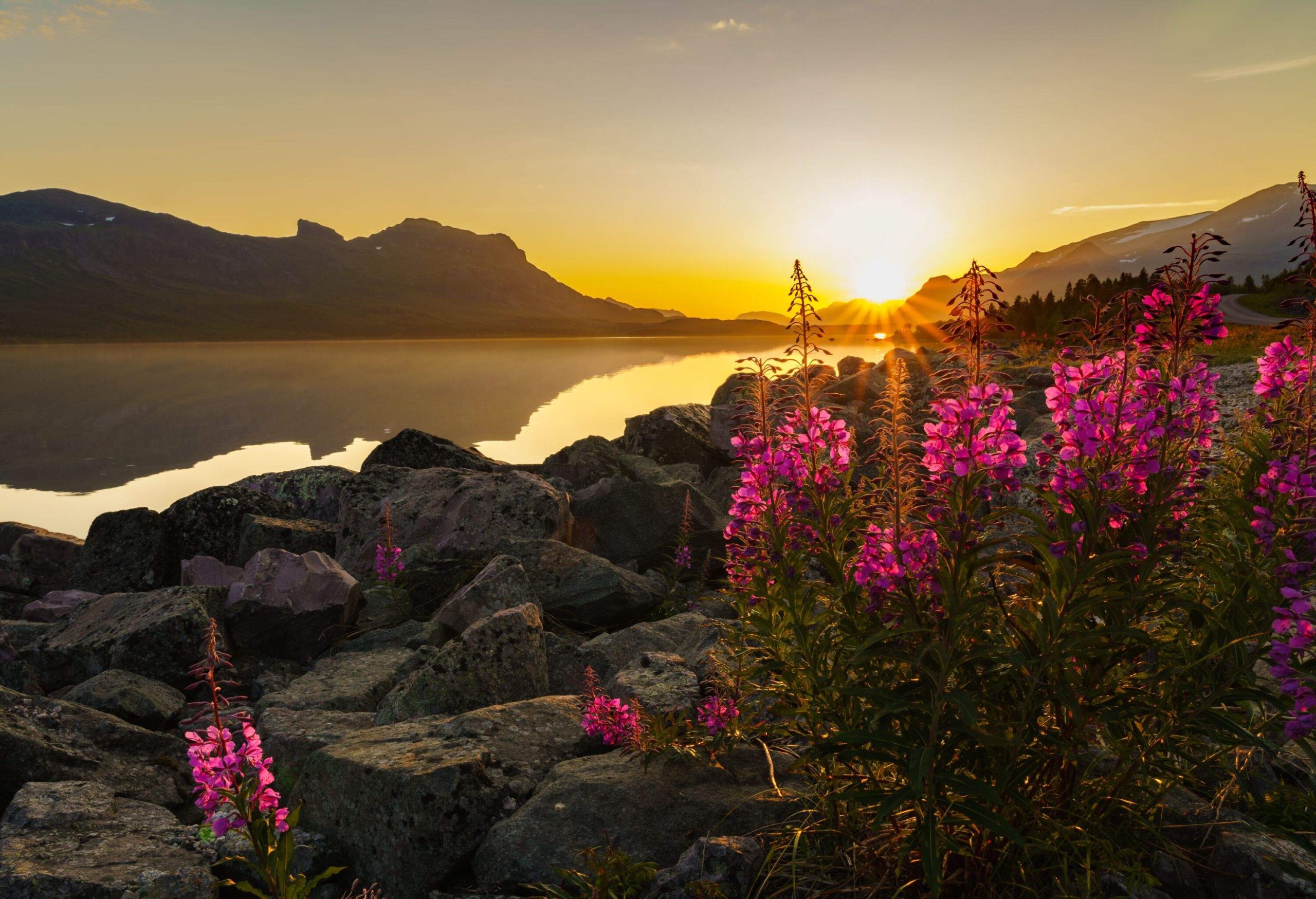 Stora sjöfallet nationalpark in sunset with Chamaenerion angustifolium in foreground, mountain reflecting in the river, Stora sjöfallet nationalpark, Gällivare county, Swedish Lapland, Sweden