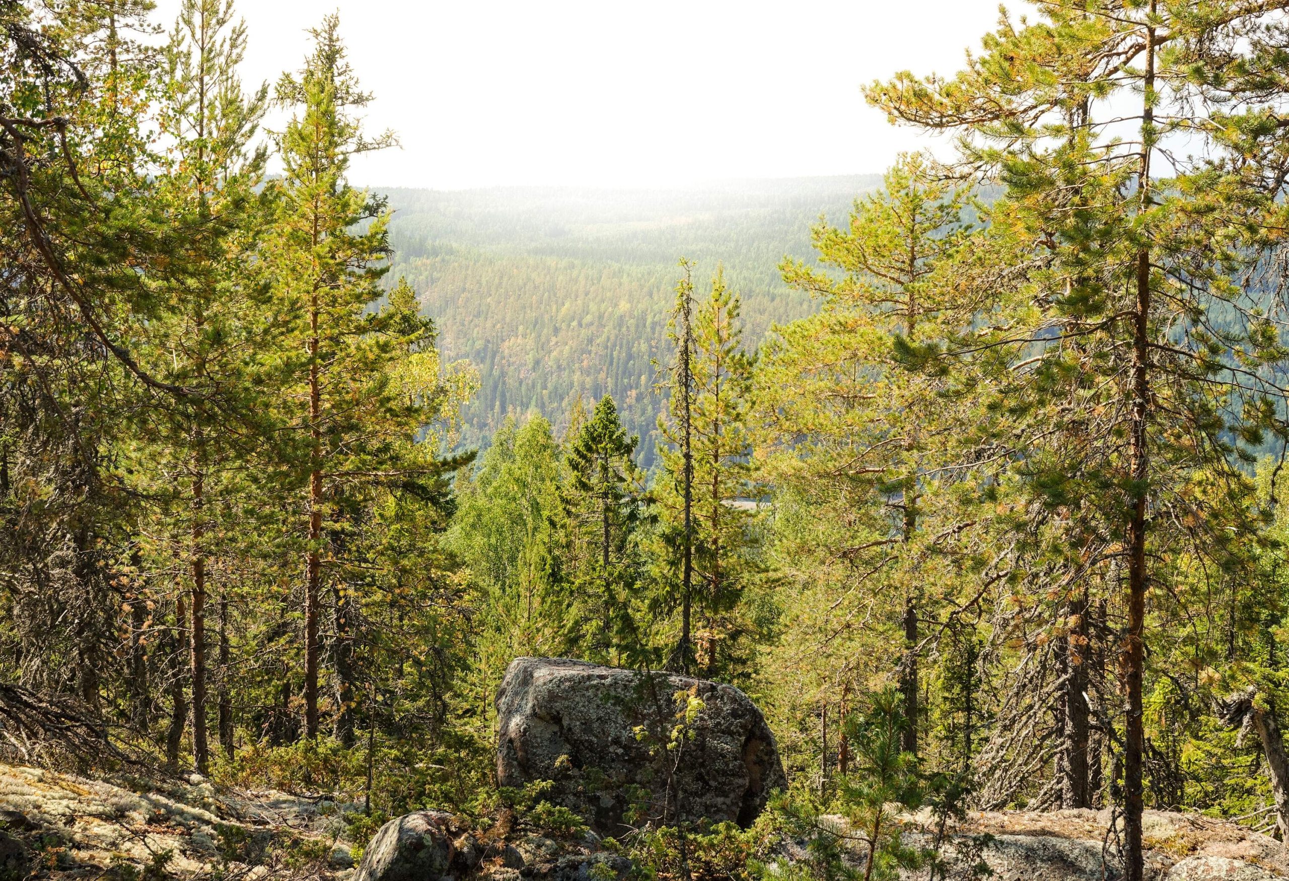 A large rock on the edge of a forested mountain overlooks lush vegetation.