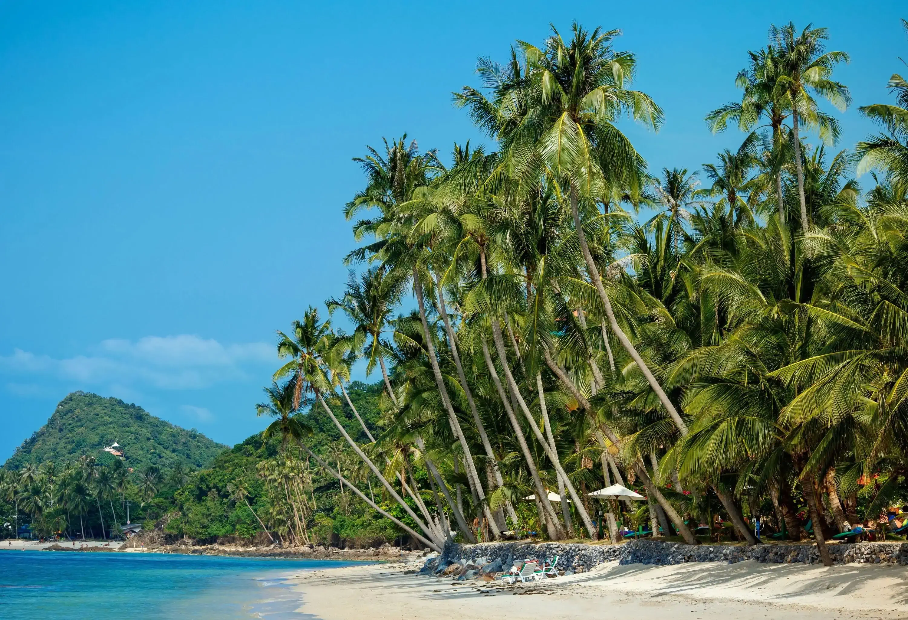 Towering coconut trees leaning over a sandy shore, with wooded mountains in the background.