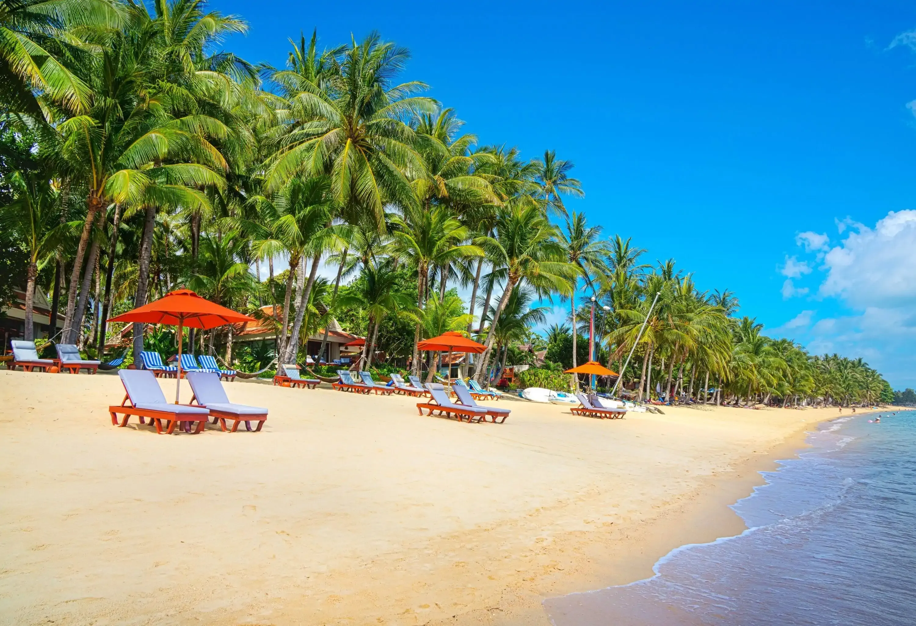 Lounge chairs with cushions under orange umbrellas on the beach bordered by coconut trees.