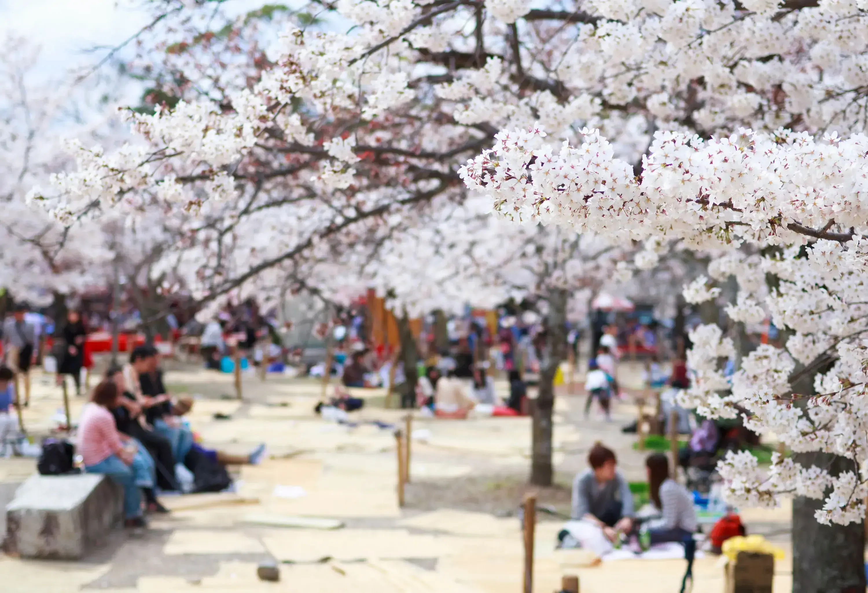 Locals and tourists visit the park where the cherry blossoms are in full bloom.