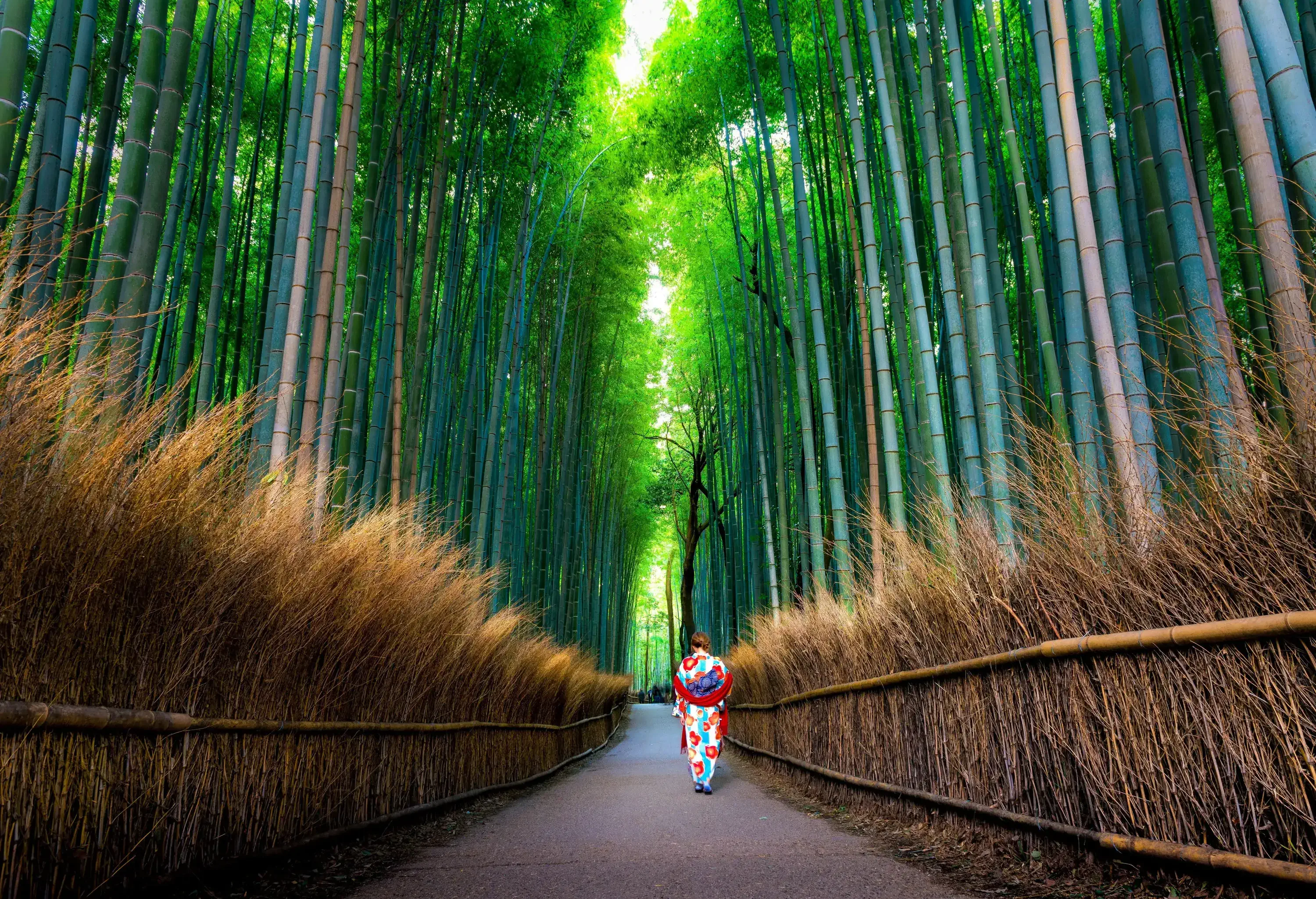 A person dressed in colourful attire walks gracefully along the enchanting Bamboo Grove, surrounded by towering bamboo stalks that create a serene and ethereal atmosphere.