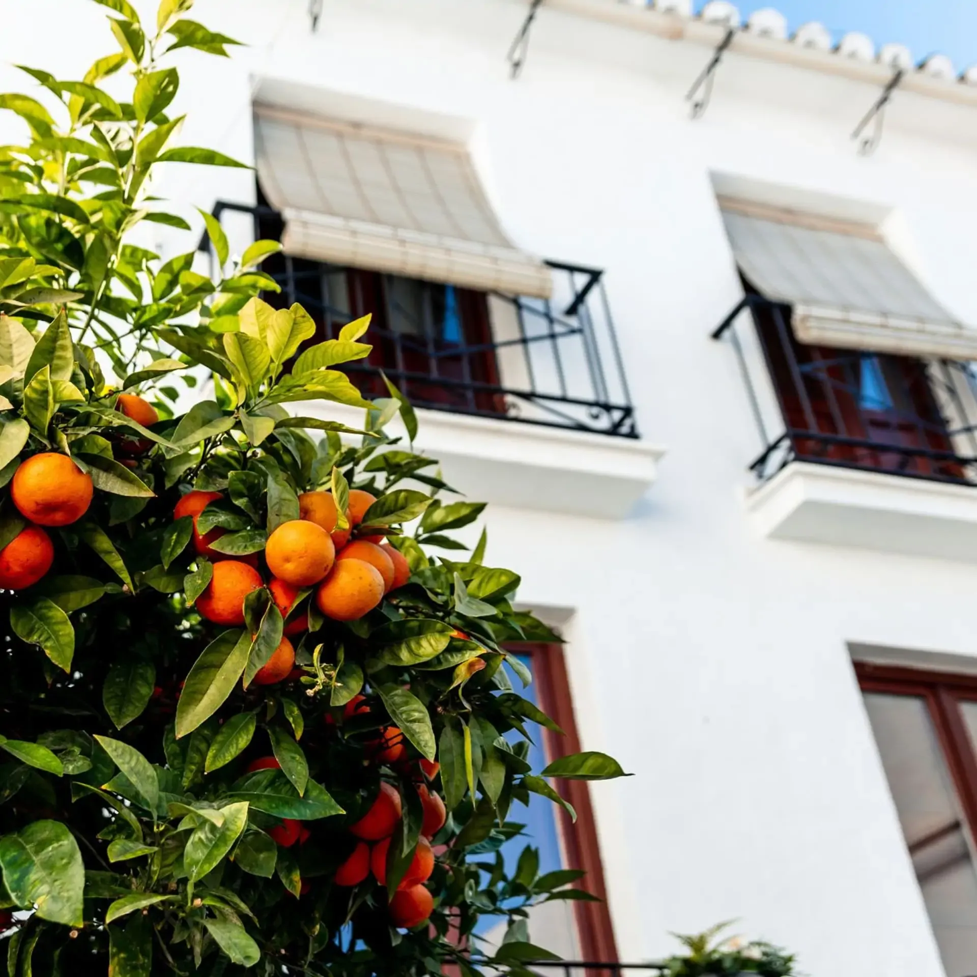 Lush orange tree loaded with bright fruit in front of a white house with traditional balconies.