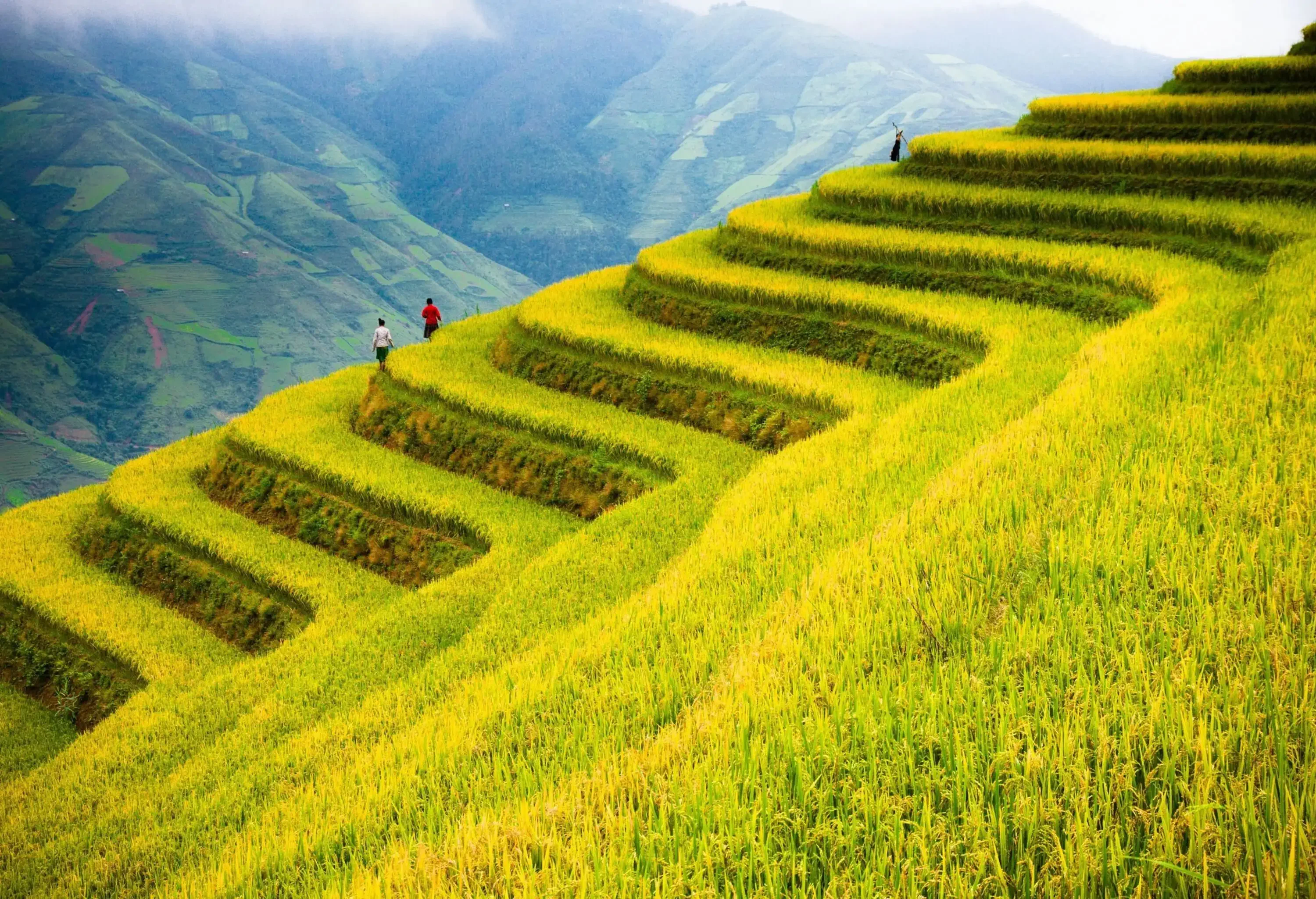 People walking along the edge of lush rice terraces on the slopes of a mountain.