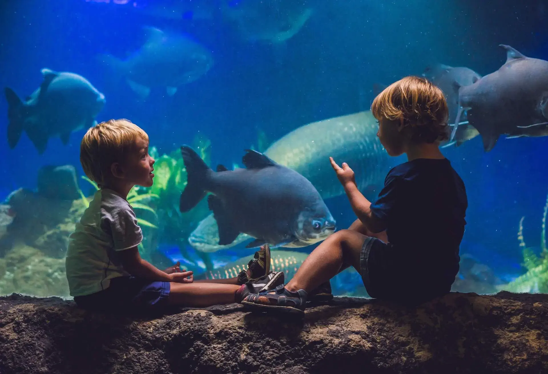 THEME_AQUARIUM_FAMILY_KIDS_shutterstock-portfolio_631110392