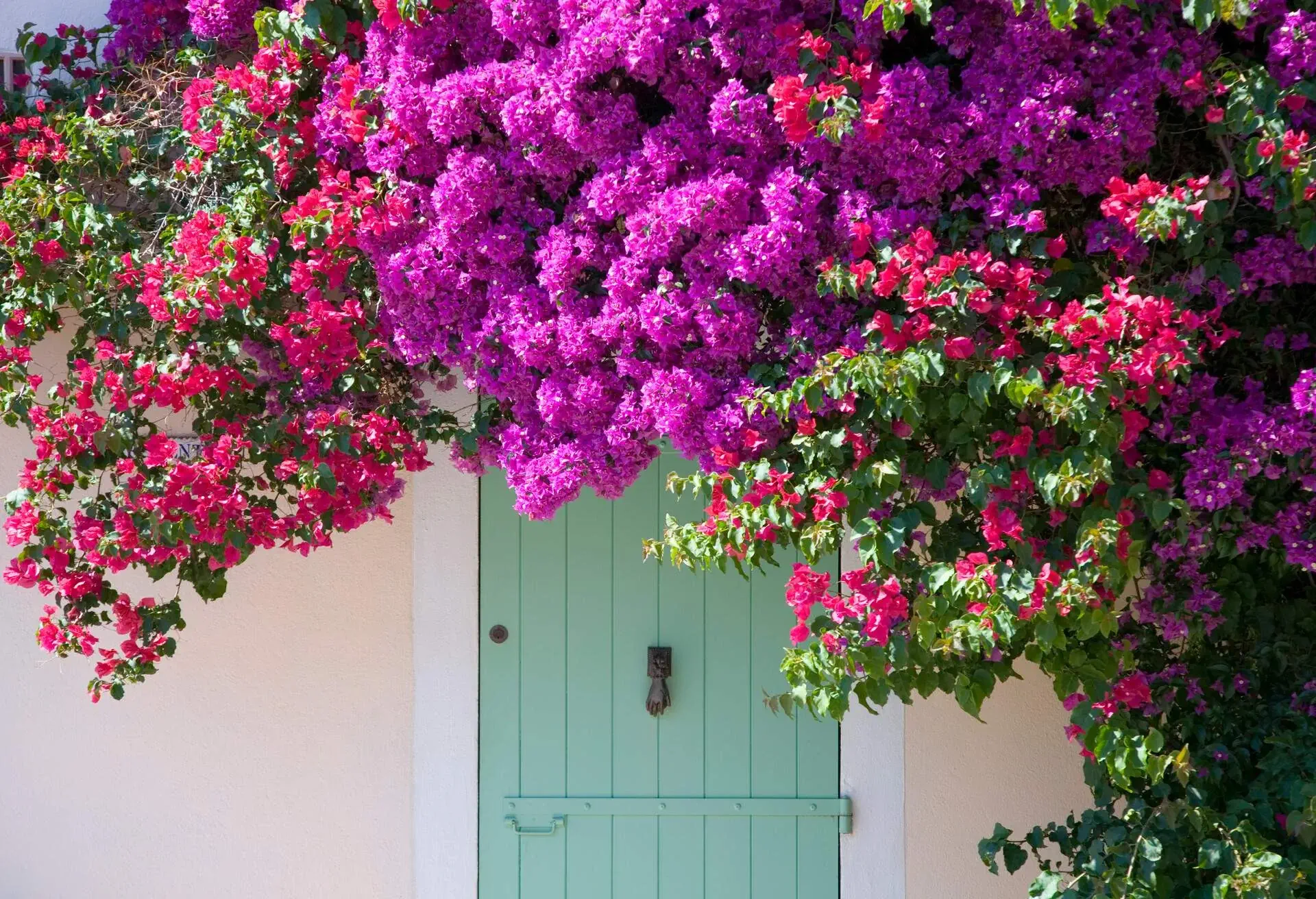 DEST_FRANCE_PORQUEROLLES_THEME_NATURE_BOUGAINVILLEA_GettyImages-84228164