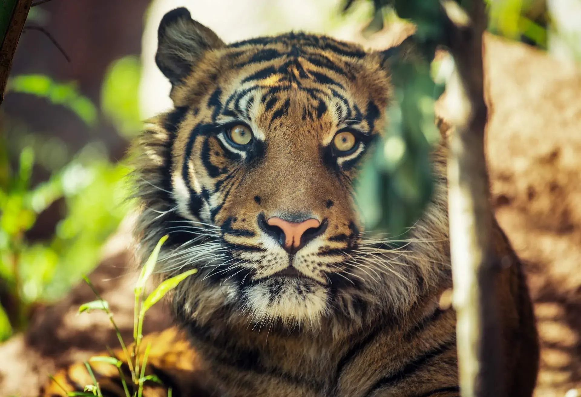 ANIMAL_TIGER_ZOO