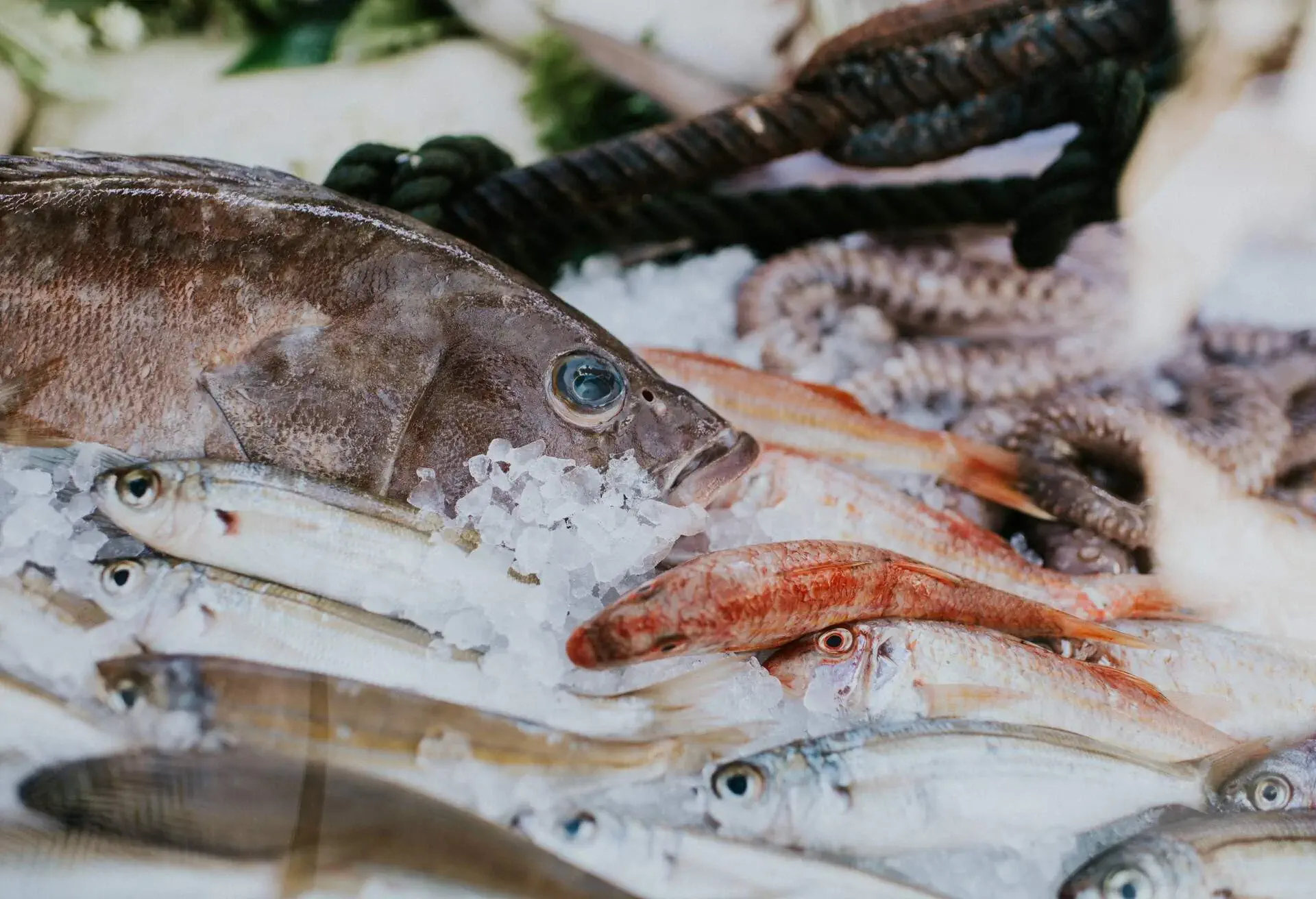 Fresh whole fish on ice, for sale.