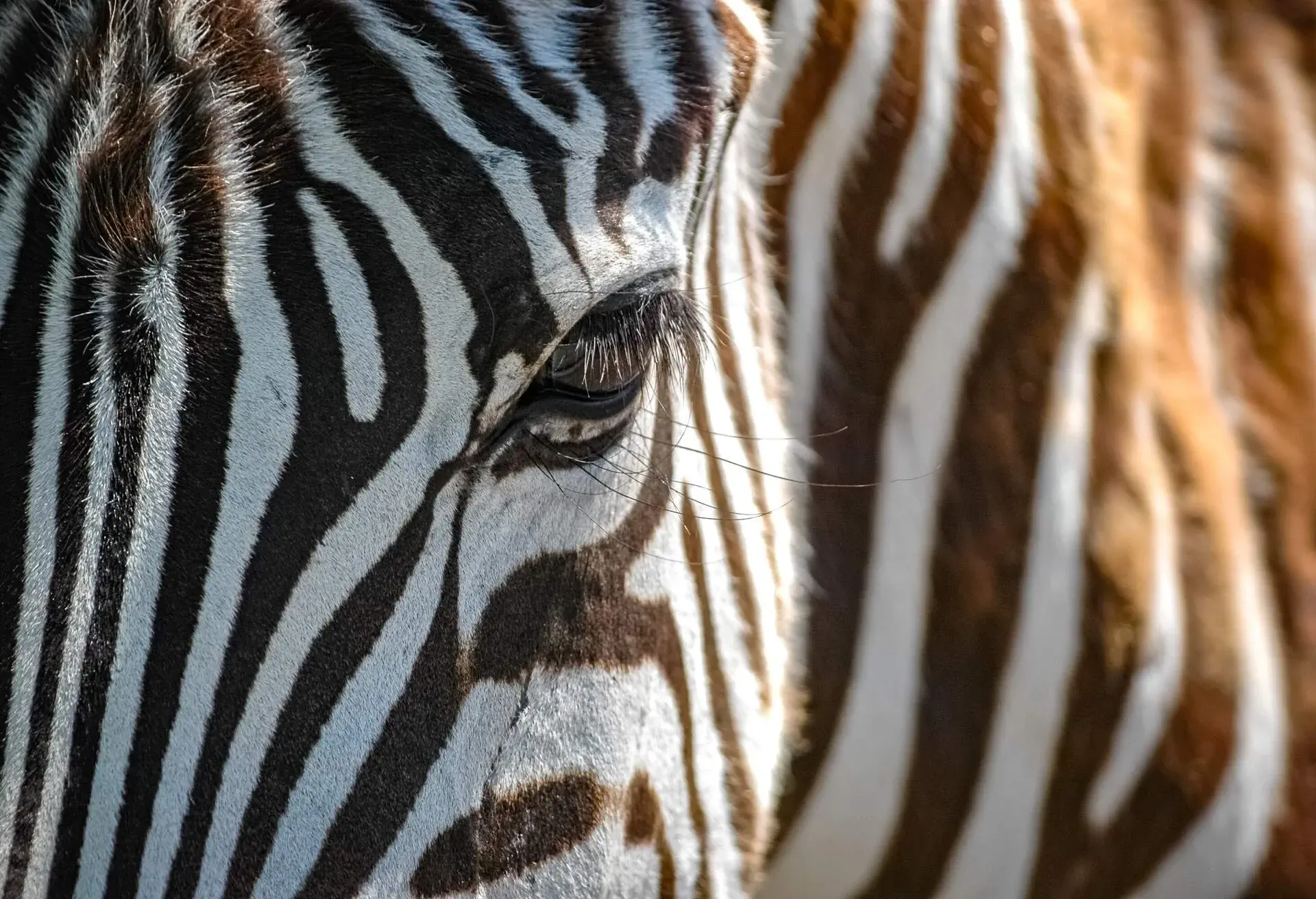 zebras