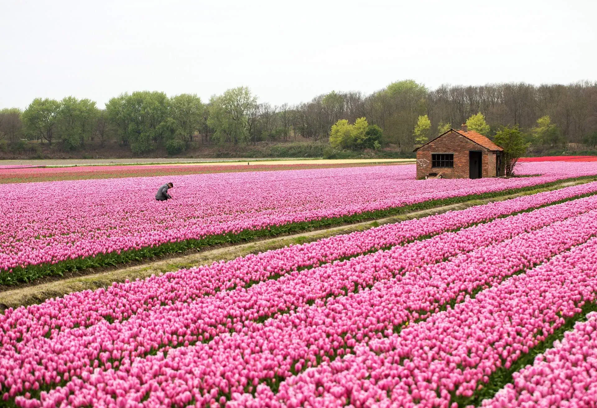 DEST_NETHERLANDS_Bollenstreek_shutterstock-premier_758149372