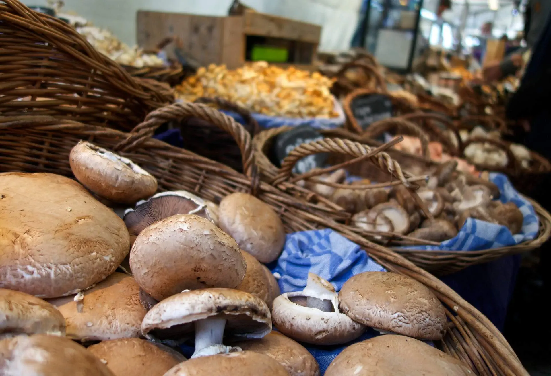 Mushrooms for sale at organic market. Each saturday there is an organic Farmer's market at 'Noordermarkt' Amsterdam.