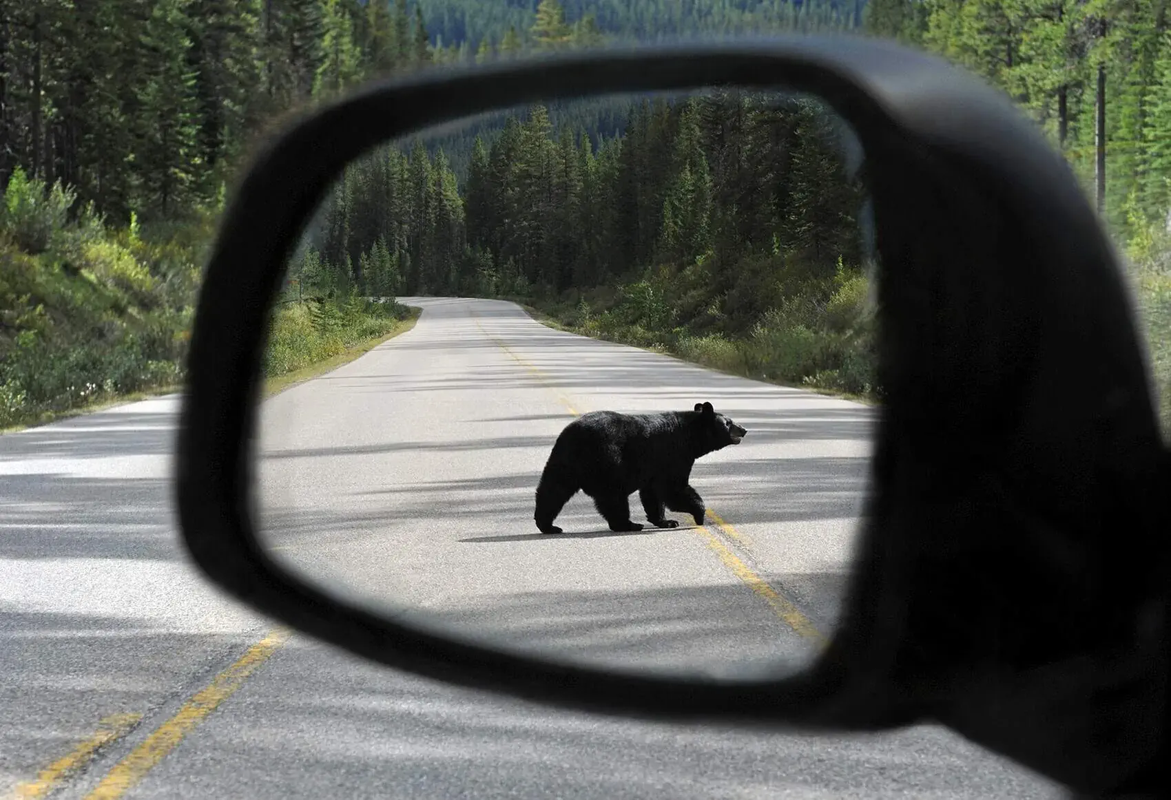 DEST_CANADA_ROADTRIP_CAR_BEAR_ON_ROAD_GettyImages-183869010