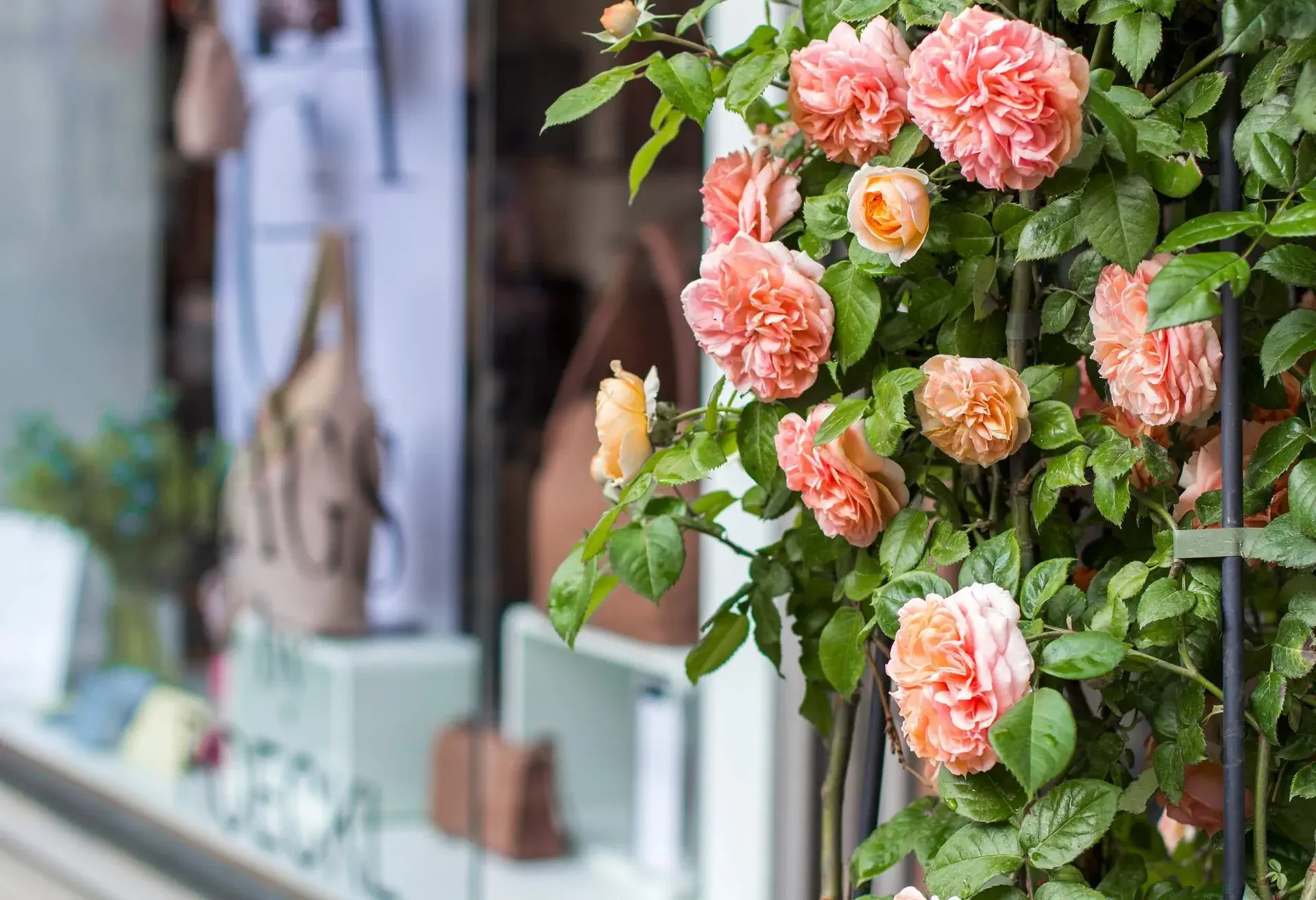 Shop windows and flowers in Zurich. Street photo