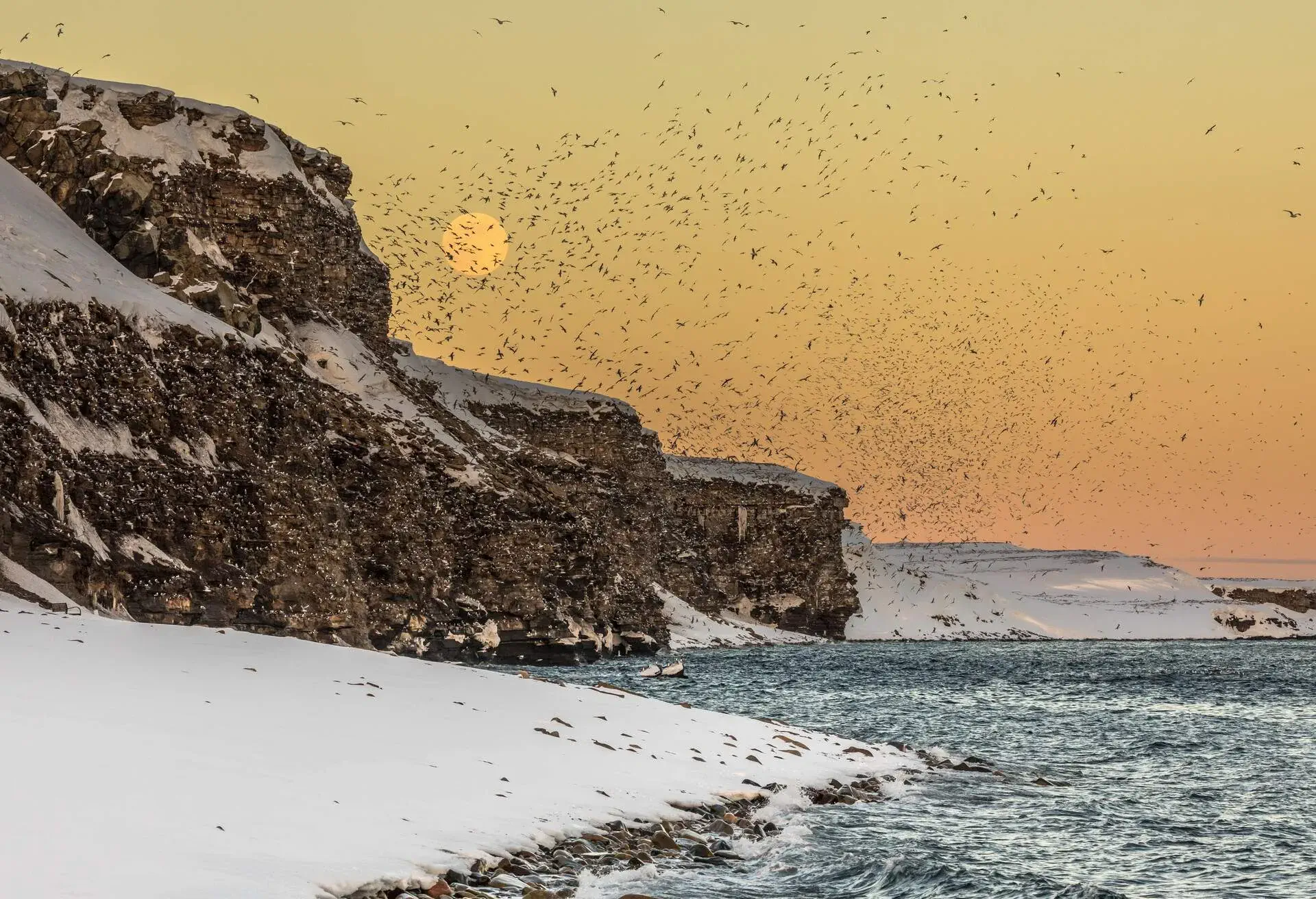 A view of the bird cliffs at Ekkeroy on the Varangerfjorden, Finnmark county, Northern Norway.