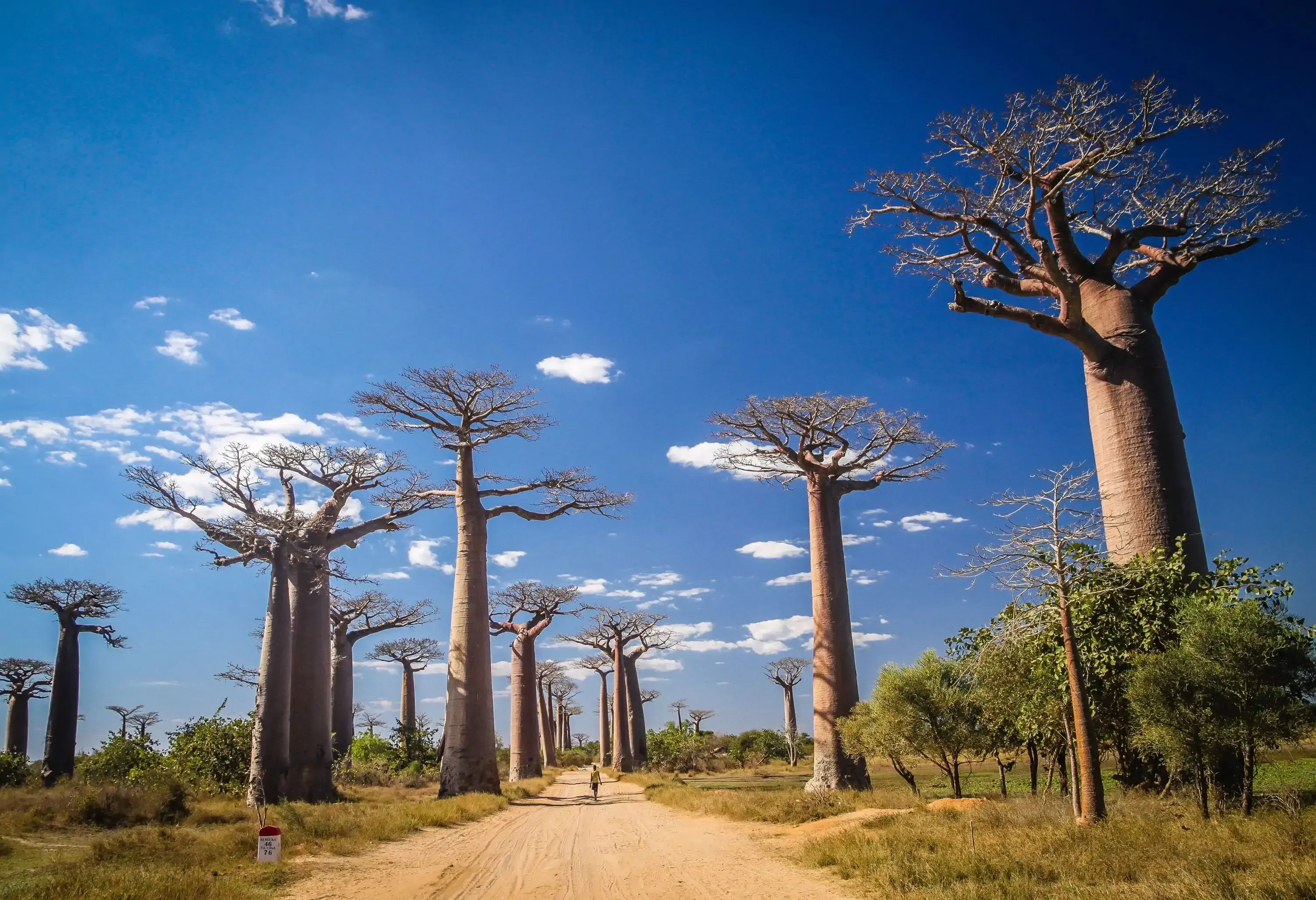 A man walking down a sandy roadway, which is surrounded by fascinating baobabs.