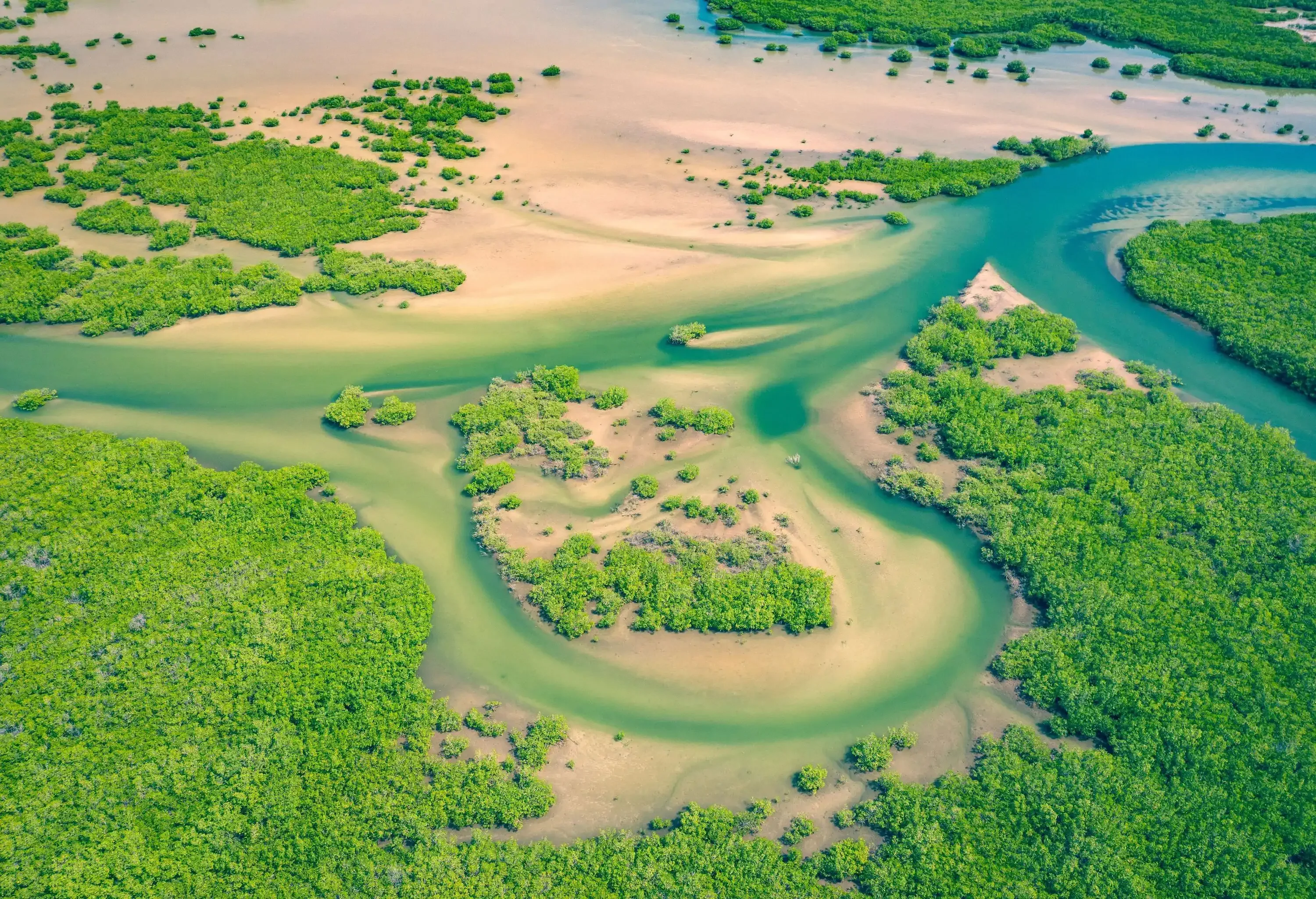 Aerial view of a shallow winding river surrounded by lush mangrove forest.