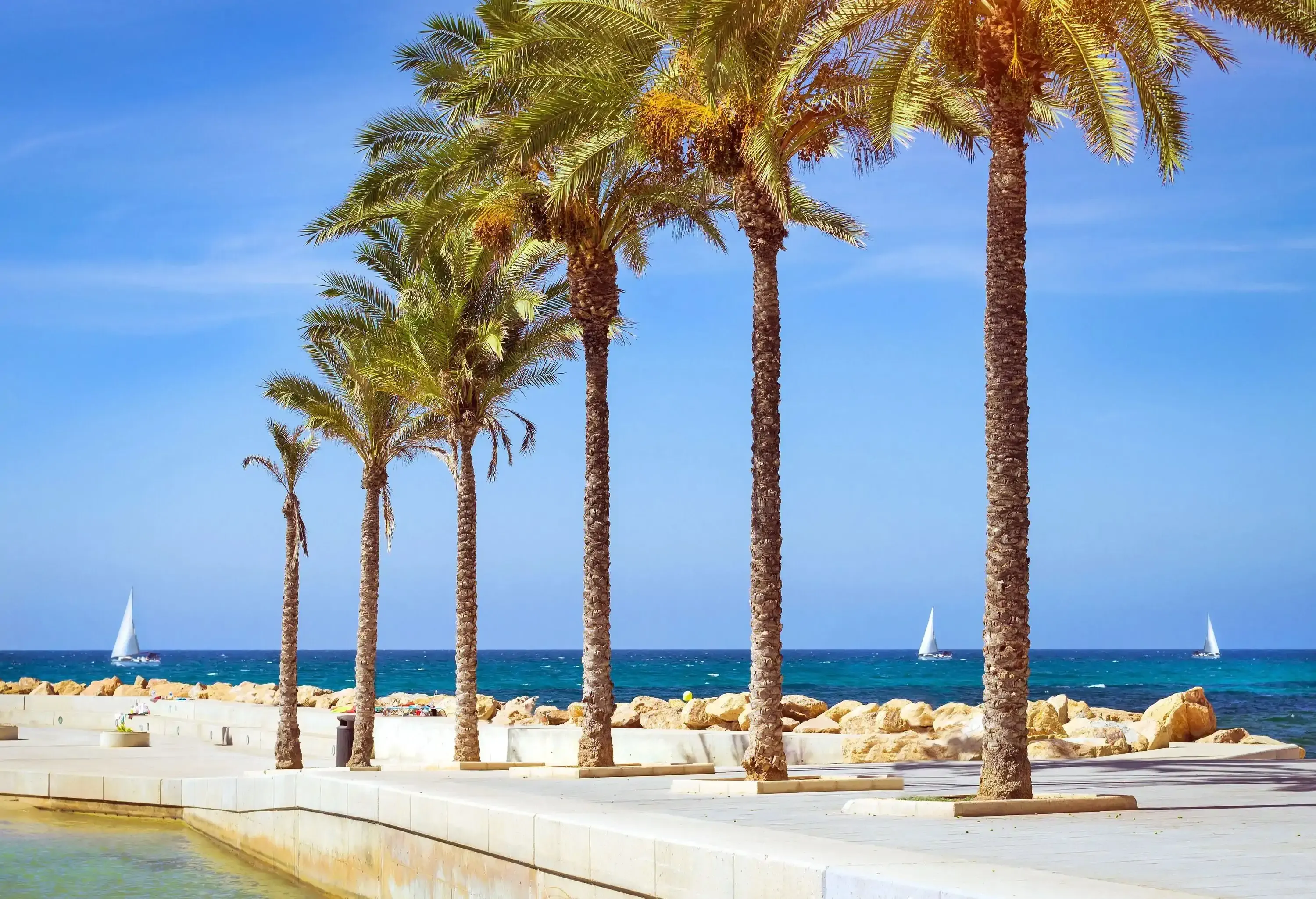 Rows of palm trees beside the pool with the blue sea in the near distance.