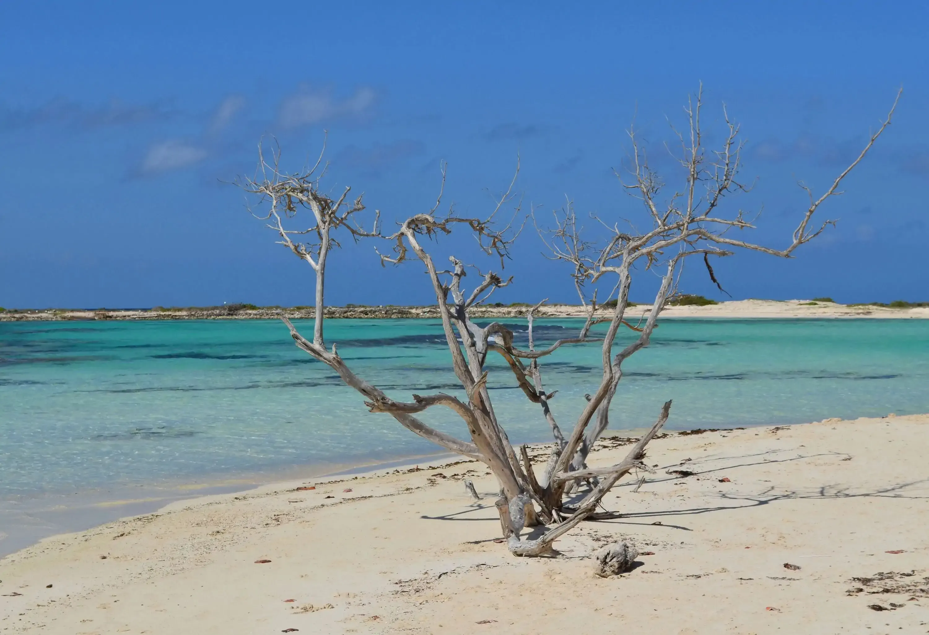 A striking driftwood tree stands tall and weathered on the shore of Baby Beach.
