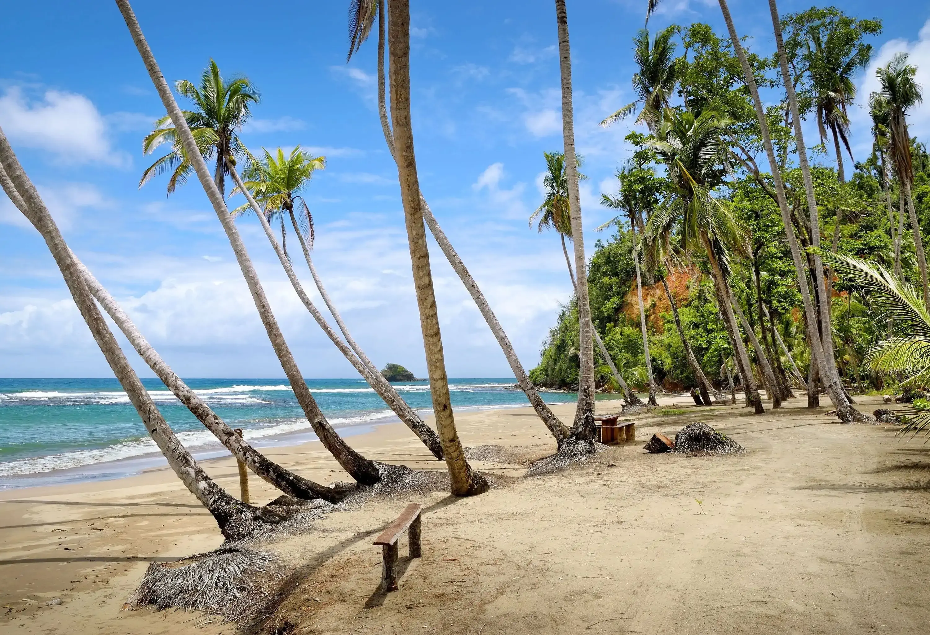 Coconut trees on the beach leaning towards the sea as the waves roll in.