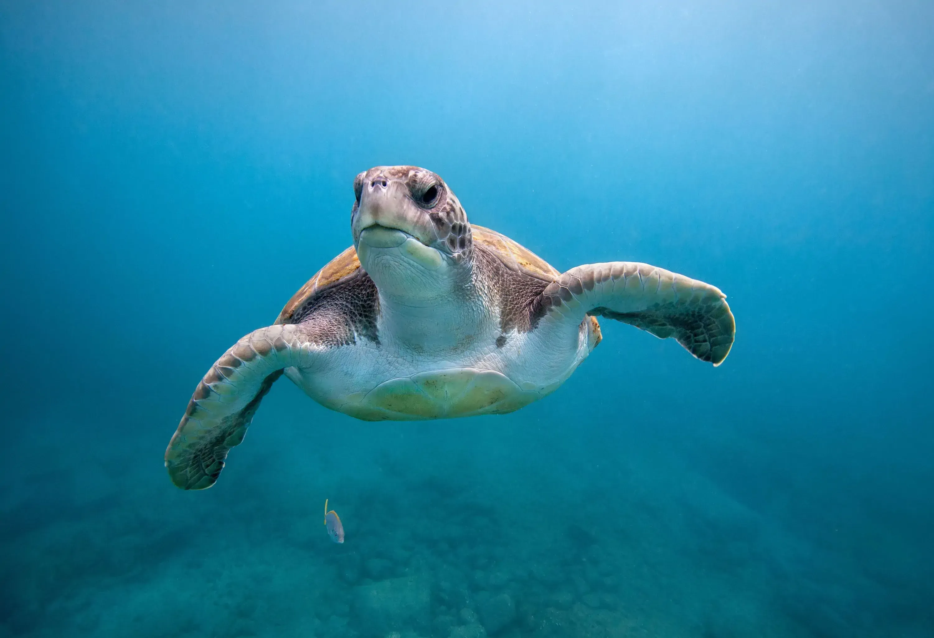 A sea turtle swimming underwater with a little fish trailing behind.